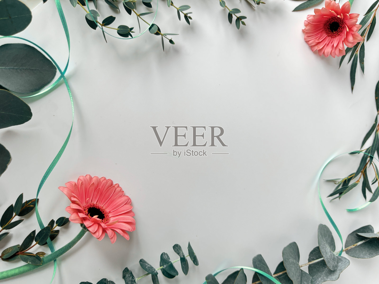 白色背景与粉红色非洲菊花，桉树，各种常绿树枝，俯视图照片摄影图片