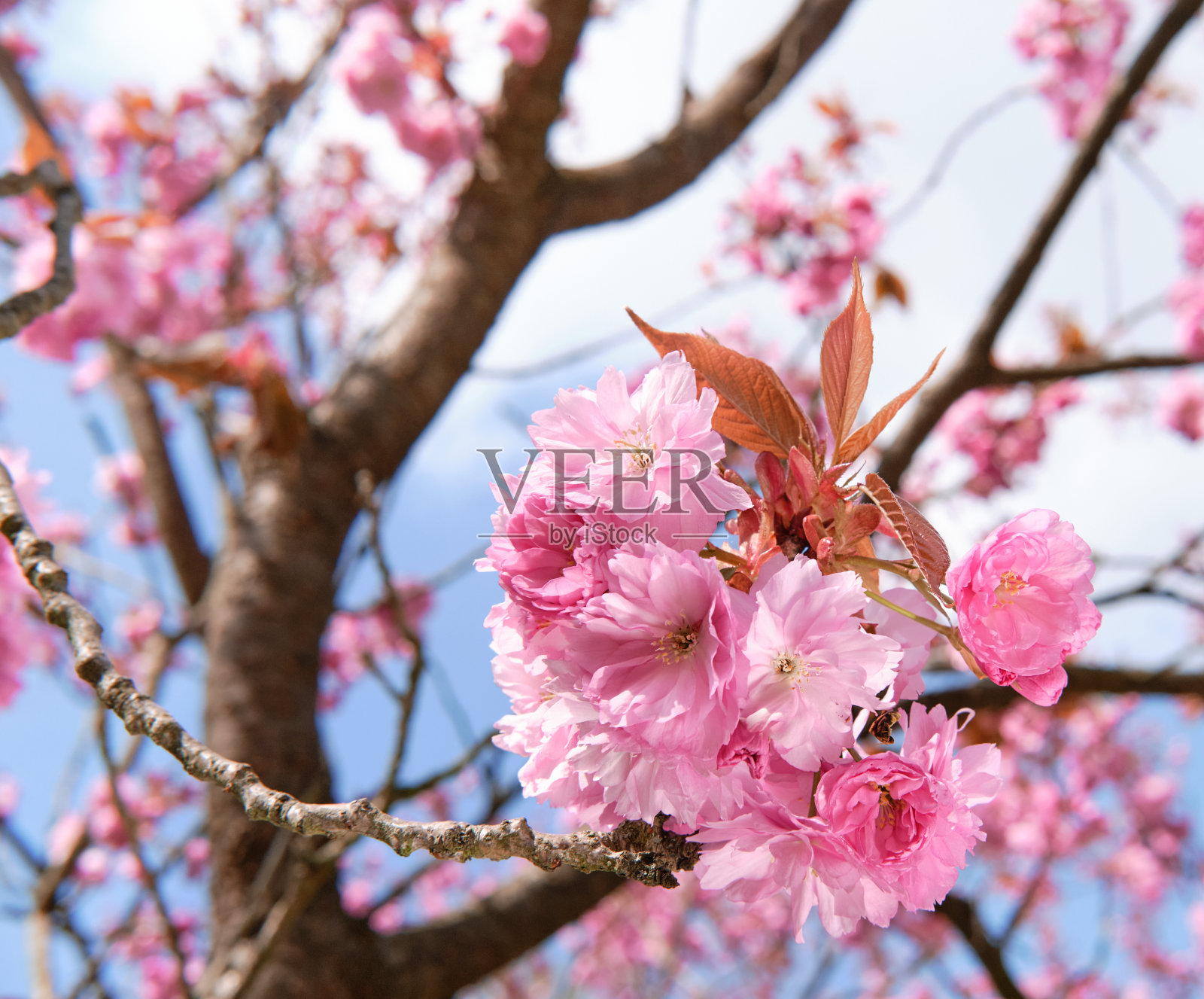 一棵粉红色的樱花树，背景是蓝色的天空。德国柏林的樱花照片摄影图片