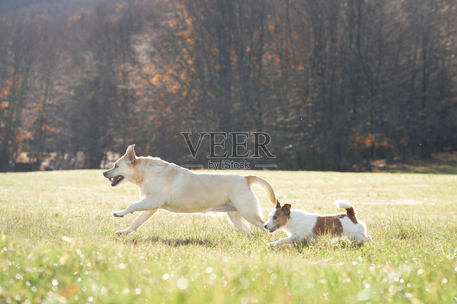 牛头梗和杰克罗素玩耍照片摄影图片