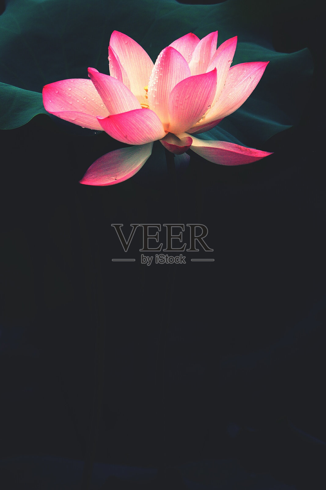 从高角度看新鲜的粉红莲花在夜晚照片摄影图片