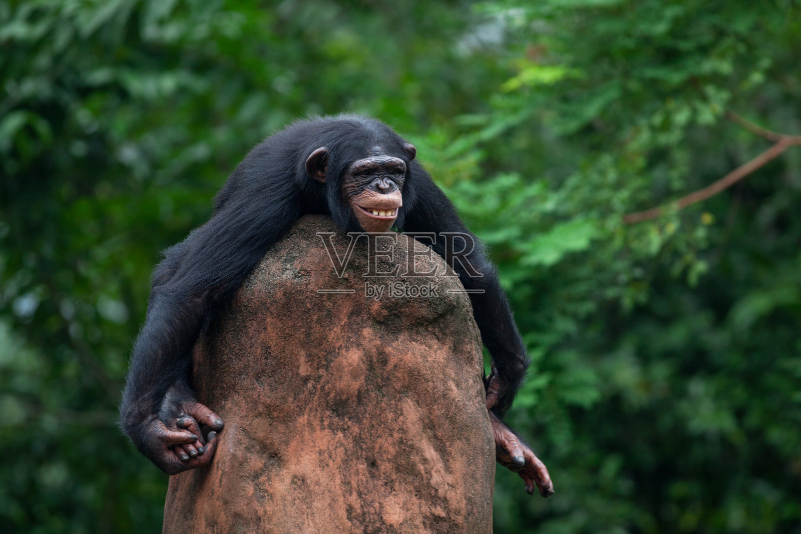 黑猩猩靠树坐在石头上照片摄影图片