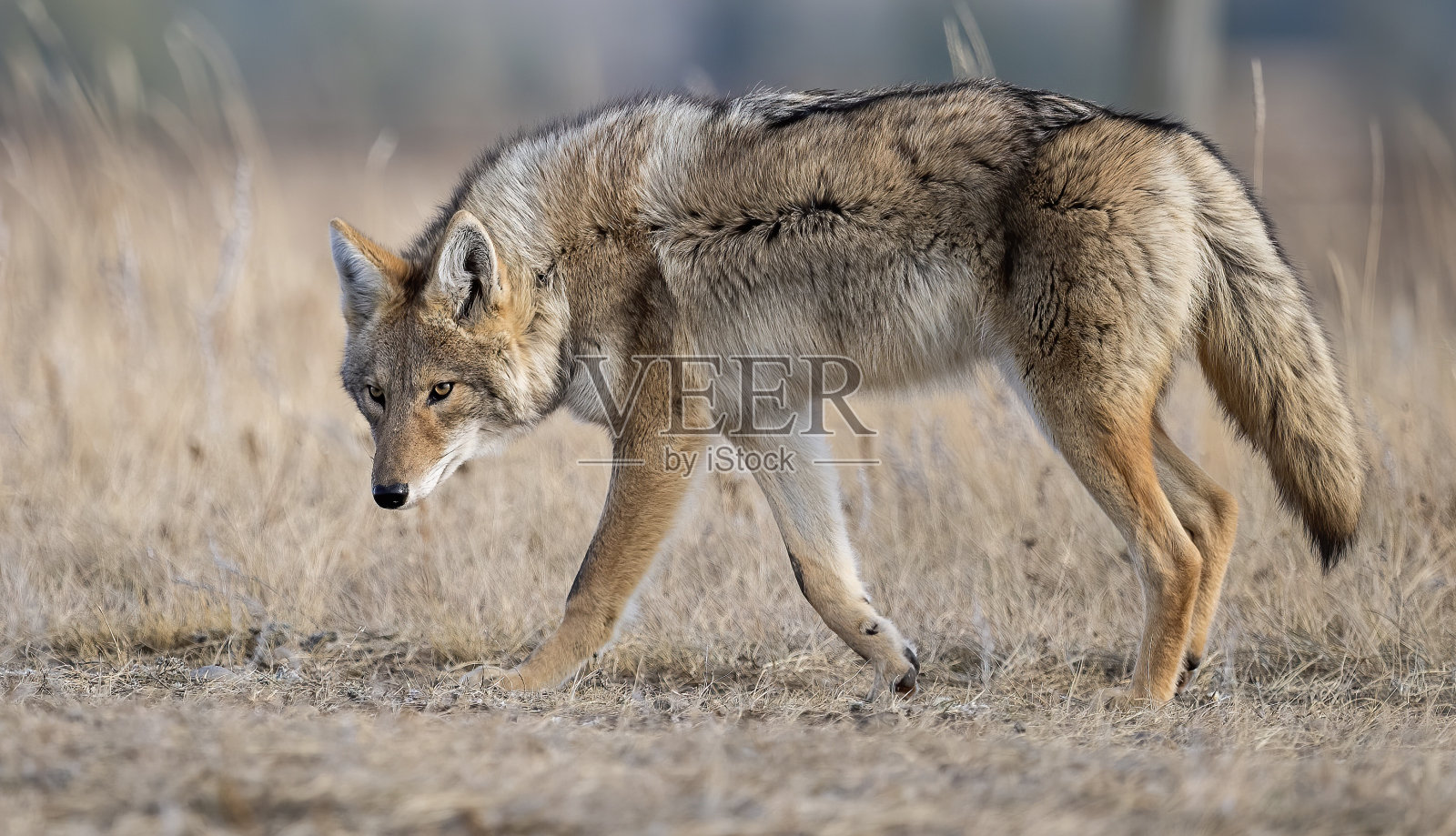 森林里的郊狼侧视图照片摄影图片