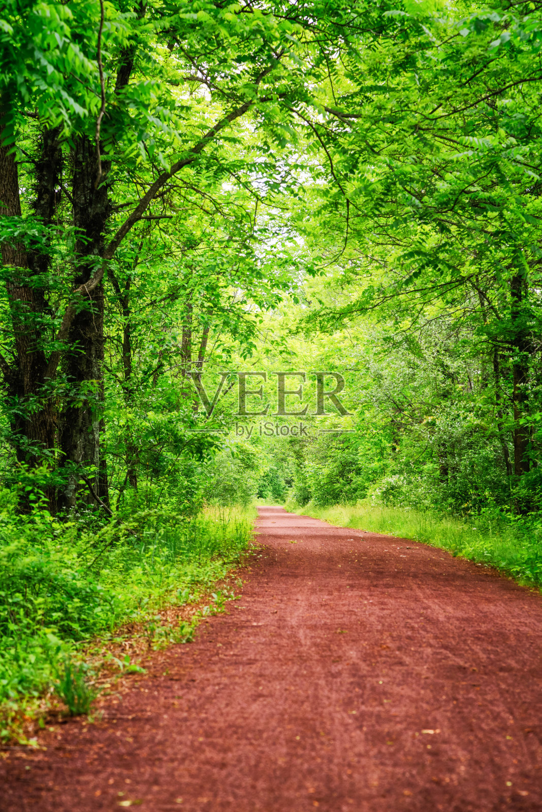 林中小径照片摄影图片