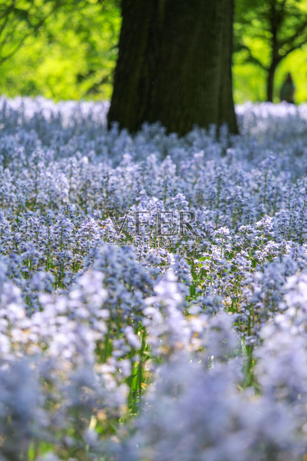 美丽的蓝铃花簇在森林空地-大自然的宁静和多彩的辉煌照片摄影图片