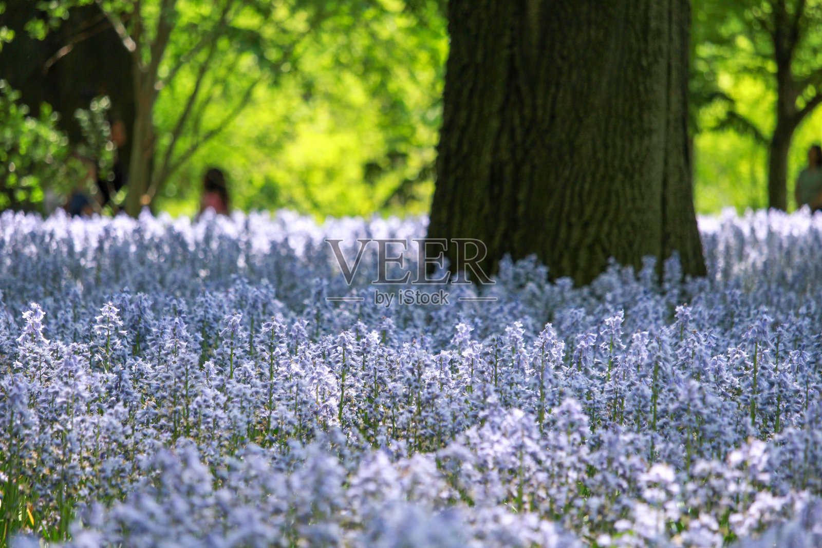 美丽的蓝铃花簇在森林空地-大自然的宁静和多彩的辉煌照片摄影图片