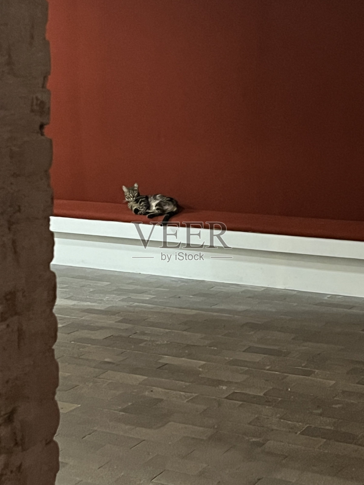 猫照片摄影图片