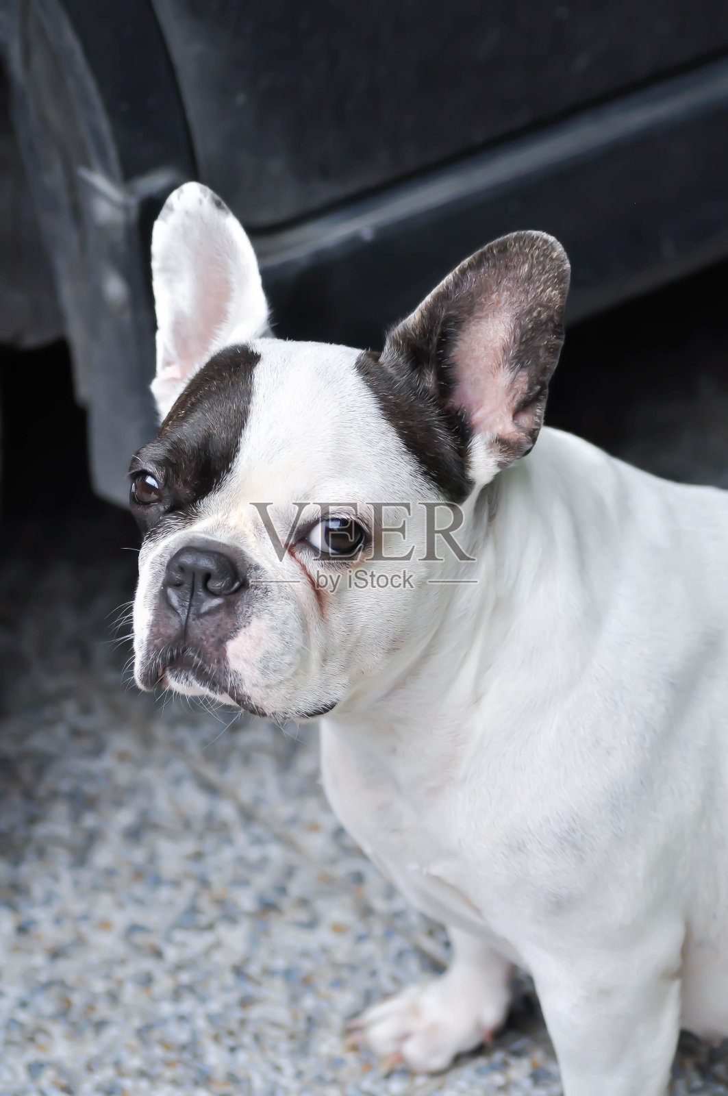或法国斗牛犬，不知道法国斗牛犬照片摄影图片