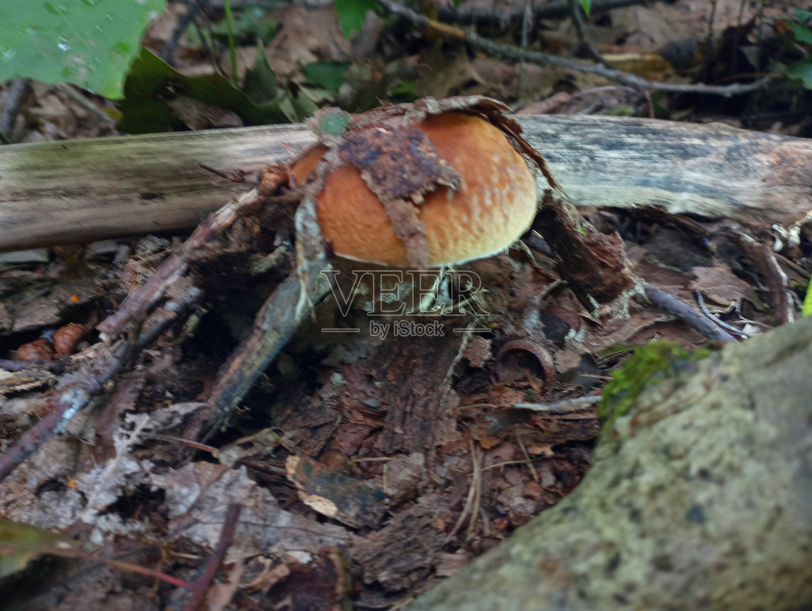 在落叶和干燥树枝的橡树林中，一棵美丽的白色牛肝菌。秋天，森林中橡树落叶层下的一种有用的食用蘑菇。照片摄影图片