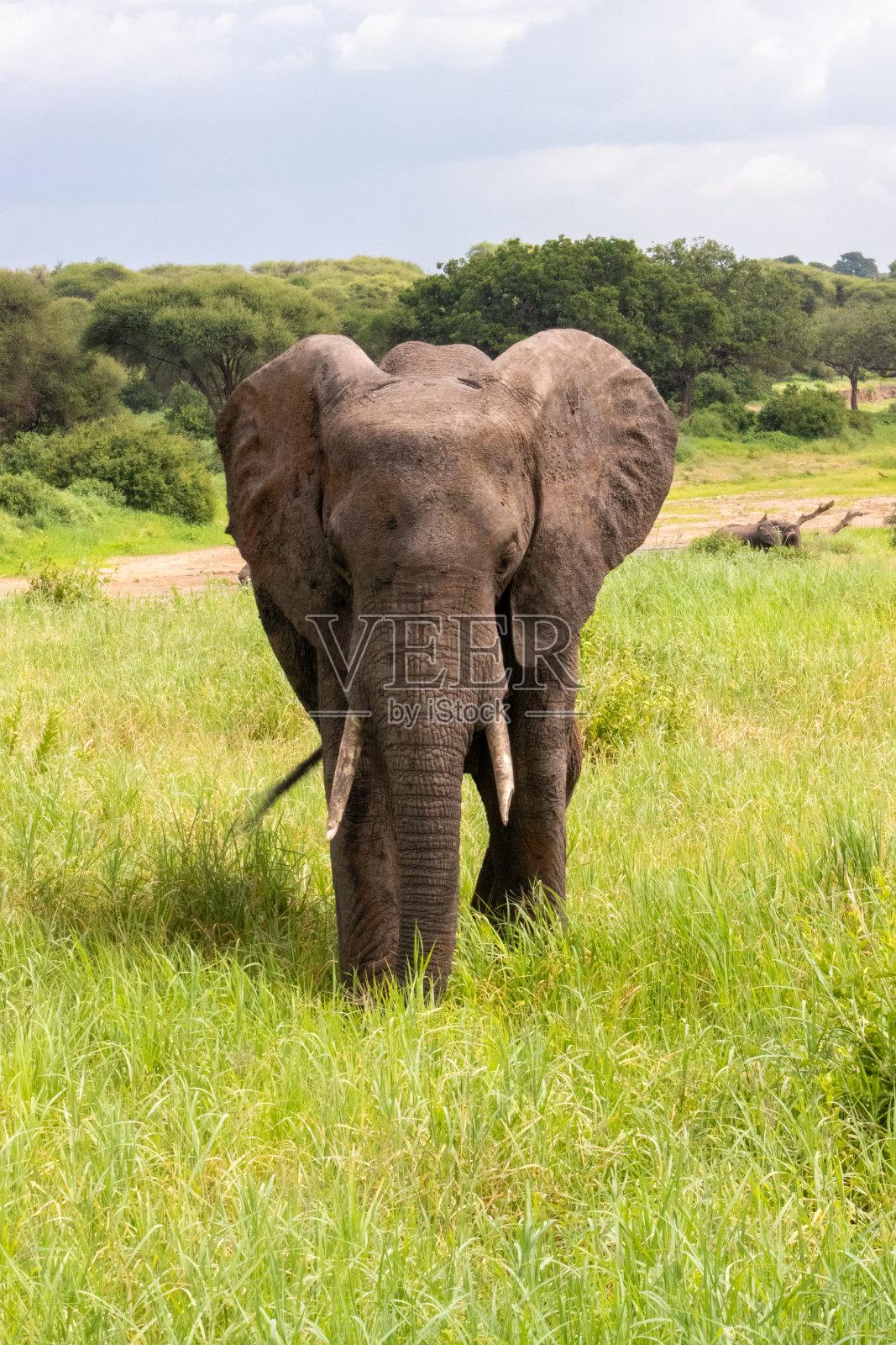 在坦桑尼亚风景秀丽的大草原上吃草照片摄影图片
