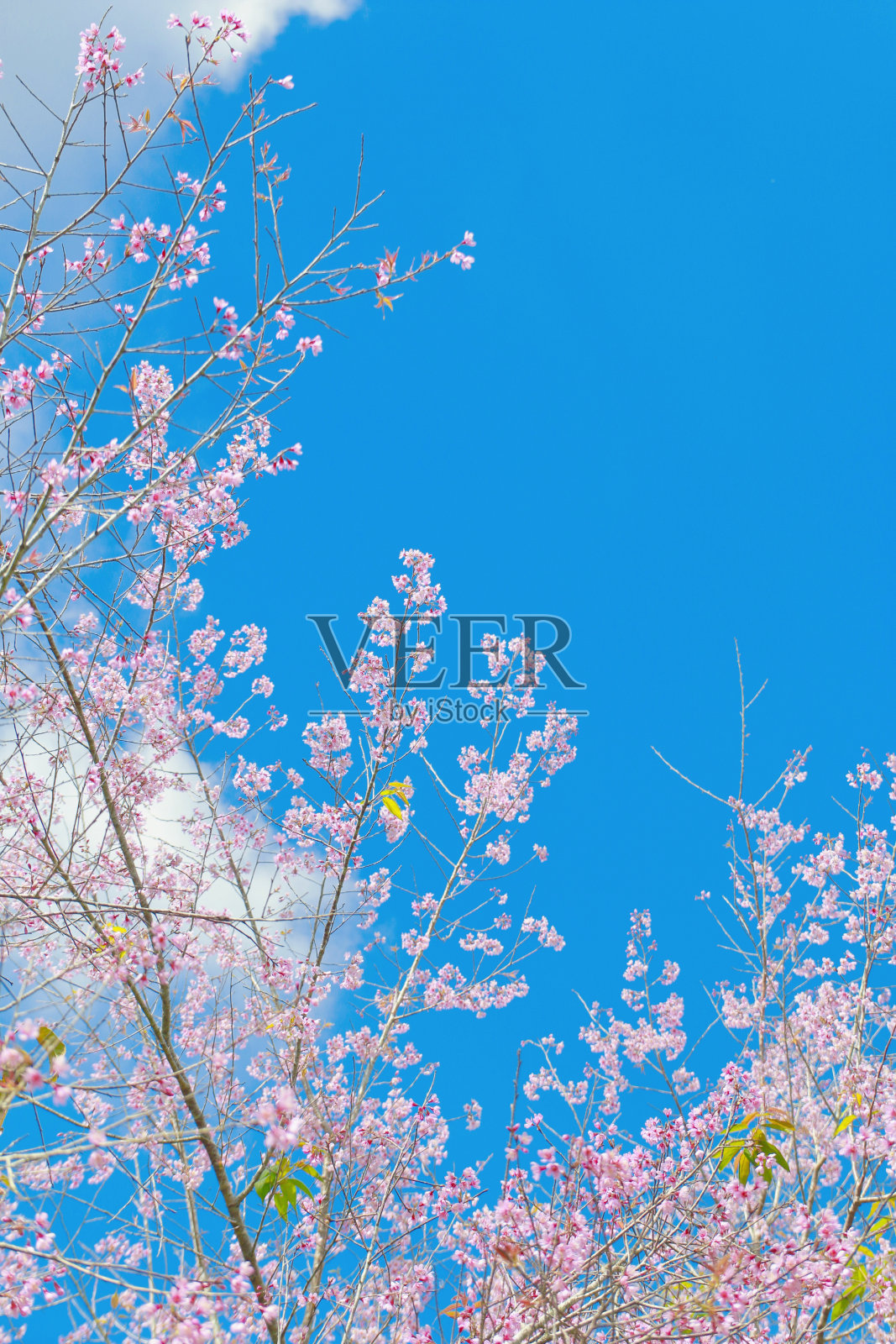 春天有美丽的天空照片摄影图片