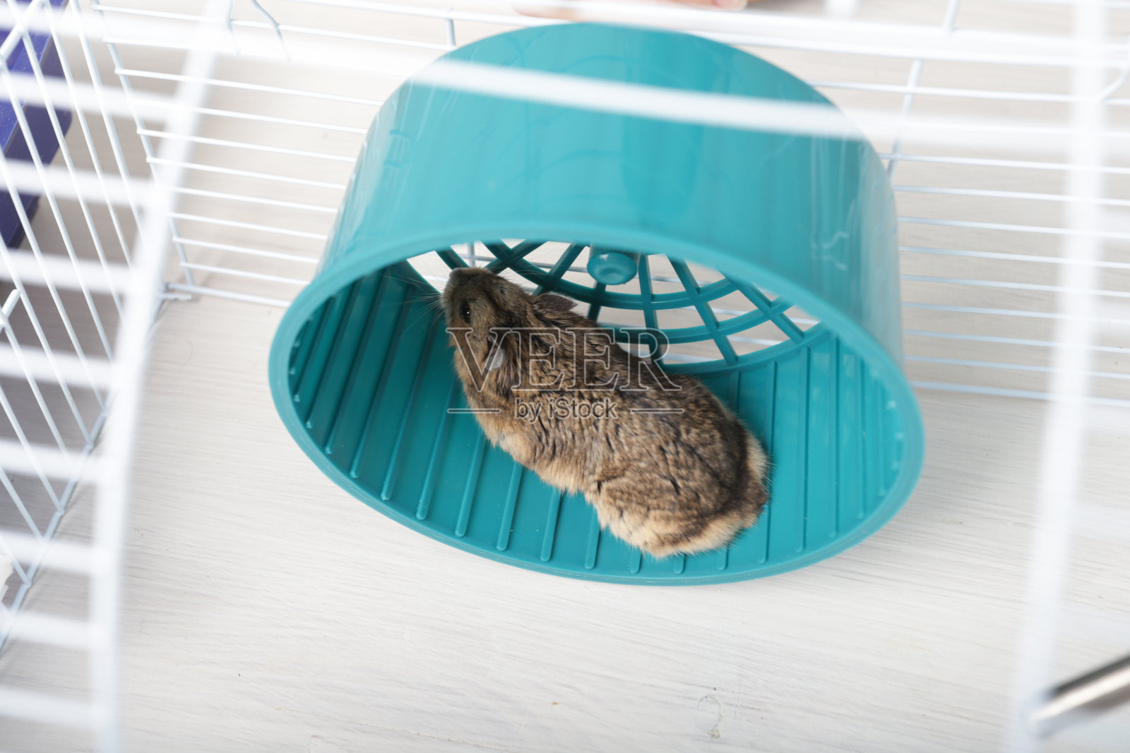 轮子上的仓鼠，吃谷物的饥饿动物，笼子里顽皮的宠物。照片摄影图片