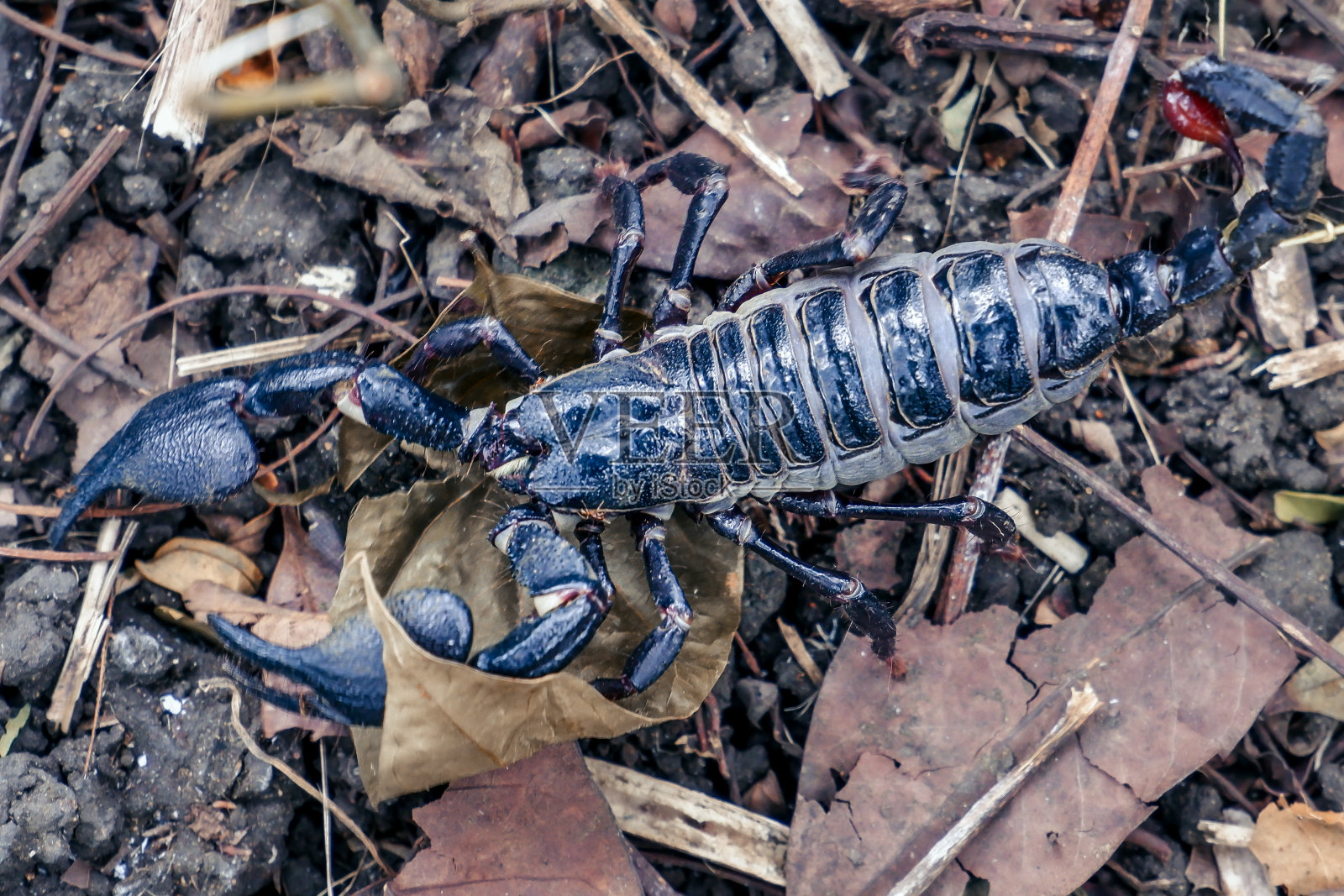 一只成年蝎子在花园里，这是生活在印度尼西亚的一种蝎子照片摄影图片