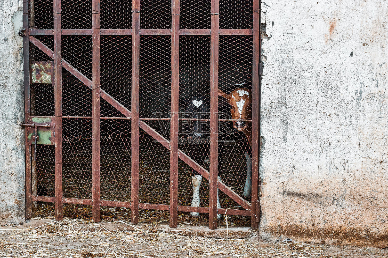 可爱的两头小牛在老棕色栅栏后面照片摄影图片