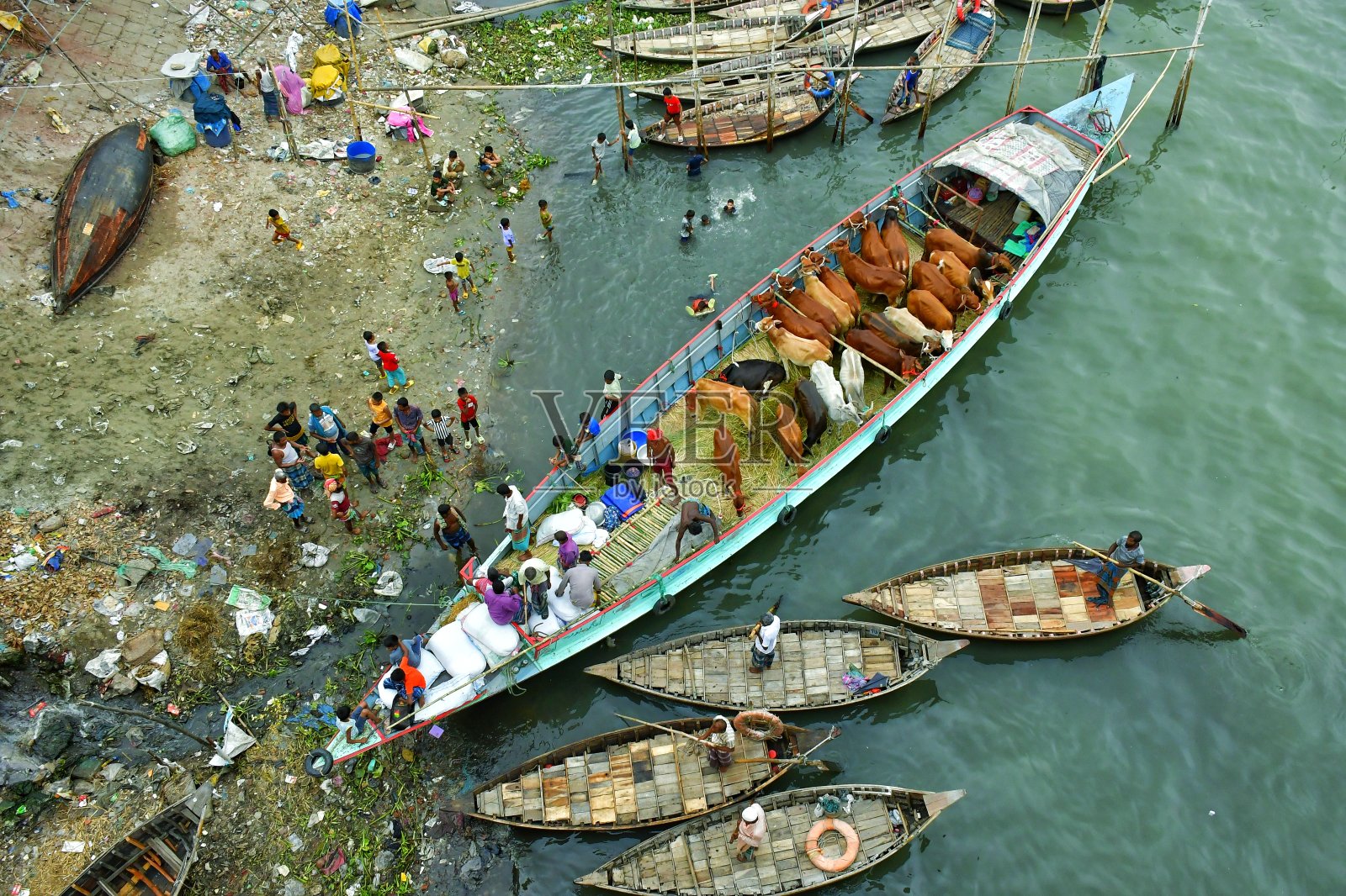 满载牛的船照片摄影图片