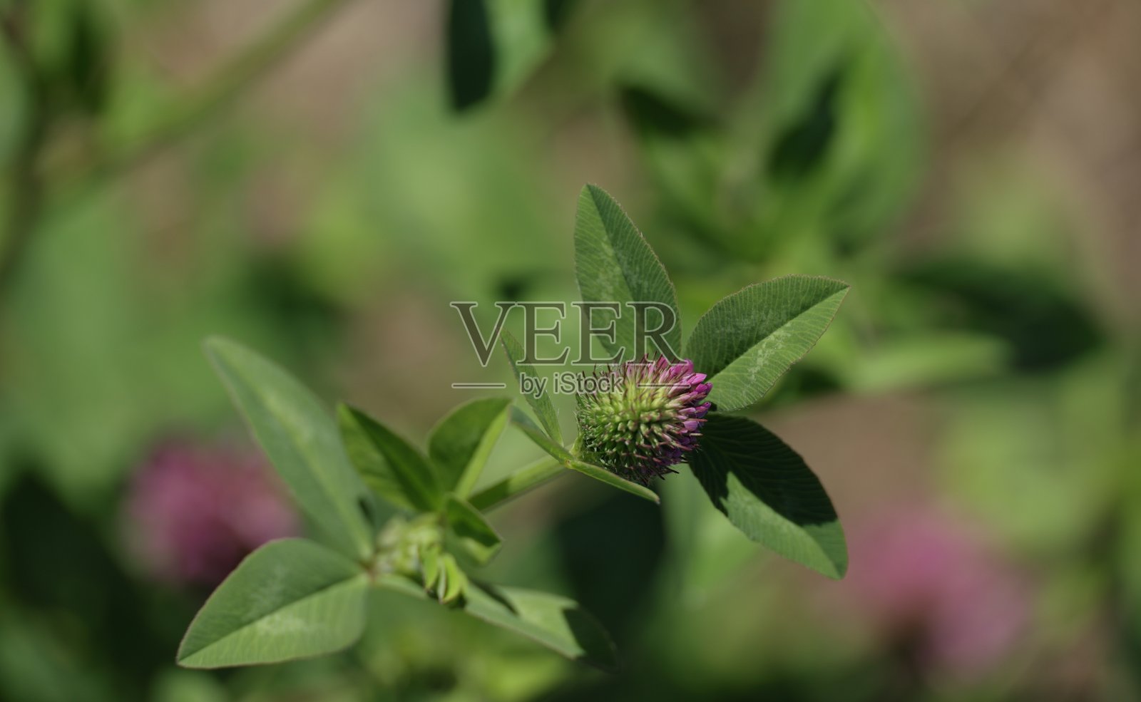 红三叶草，Trifolium pratense，产于加拿大不列颠哥伦比亚省照片摄影图片