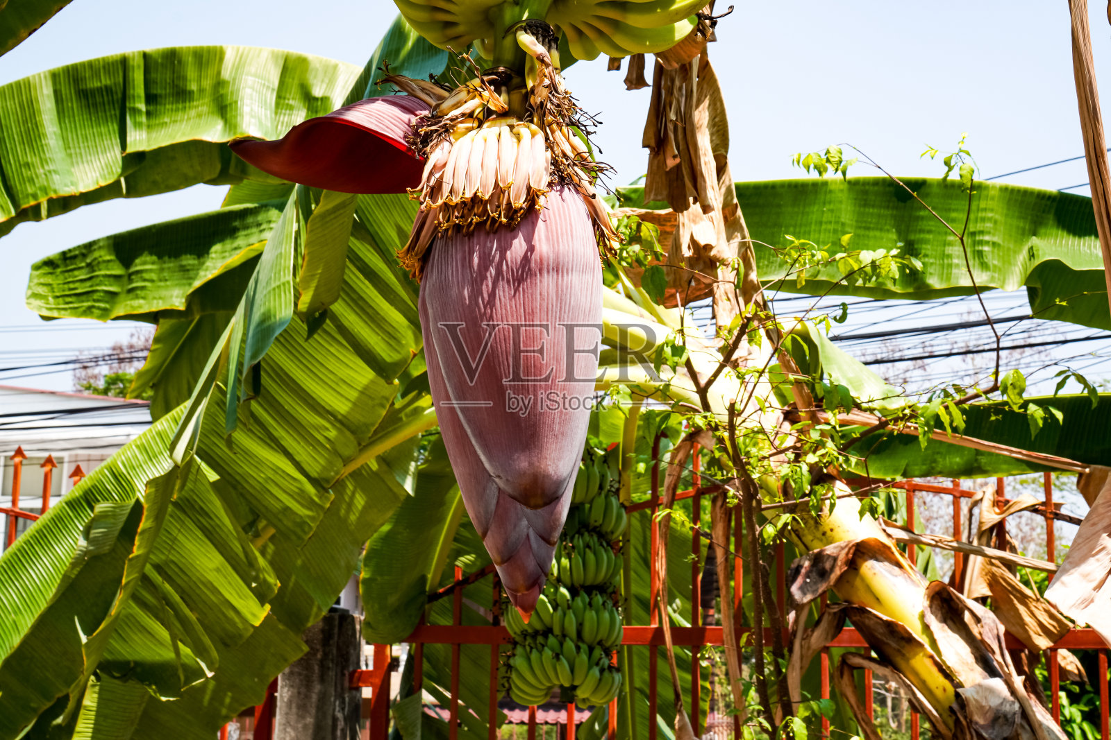 糖香蕉和香蕉花生长在后院的图像遵循可持续发展的概念在家里。照片摄影图片