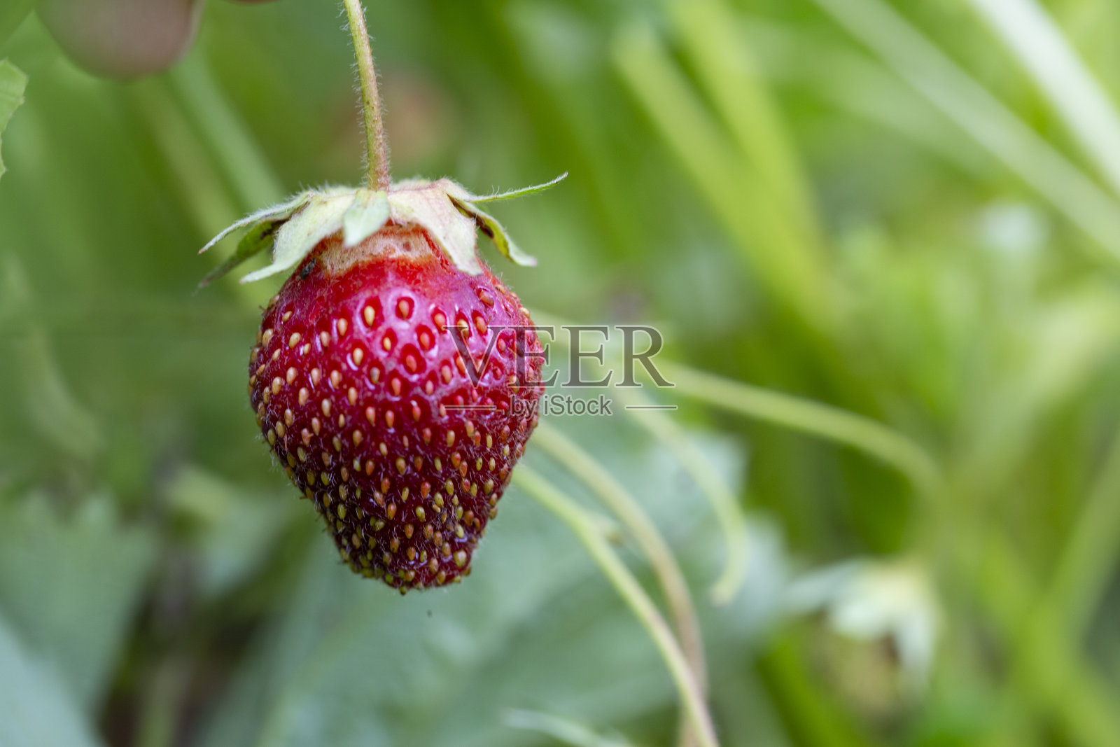 这个花园的特色是草莓植物茂盛照片摄影图片
