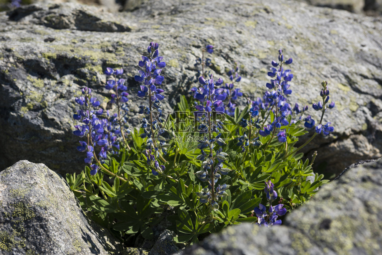 野花生长在岩石之间照片摄影图片