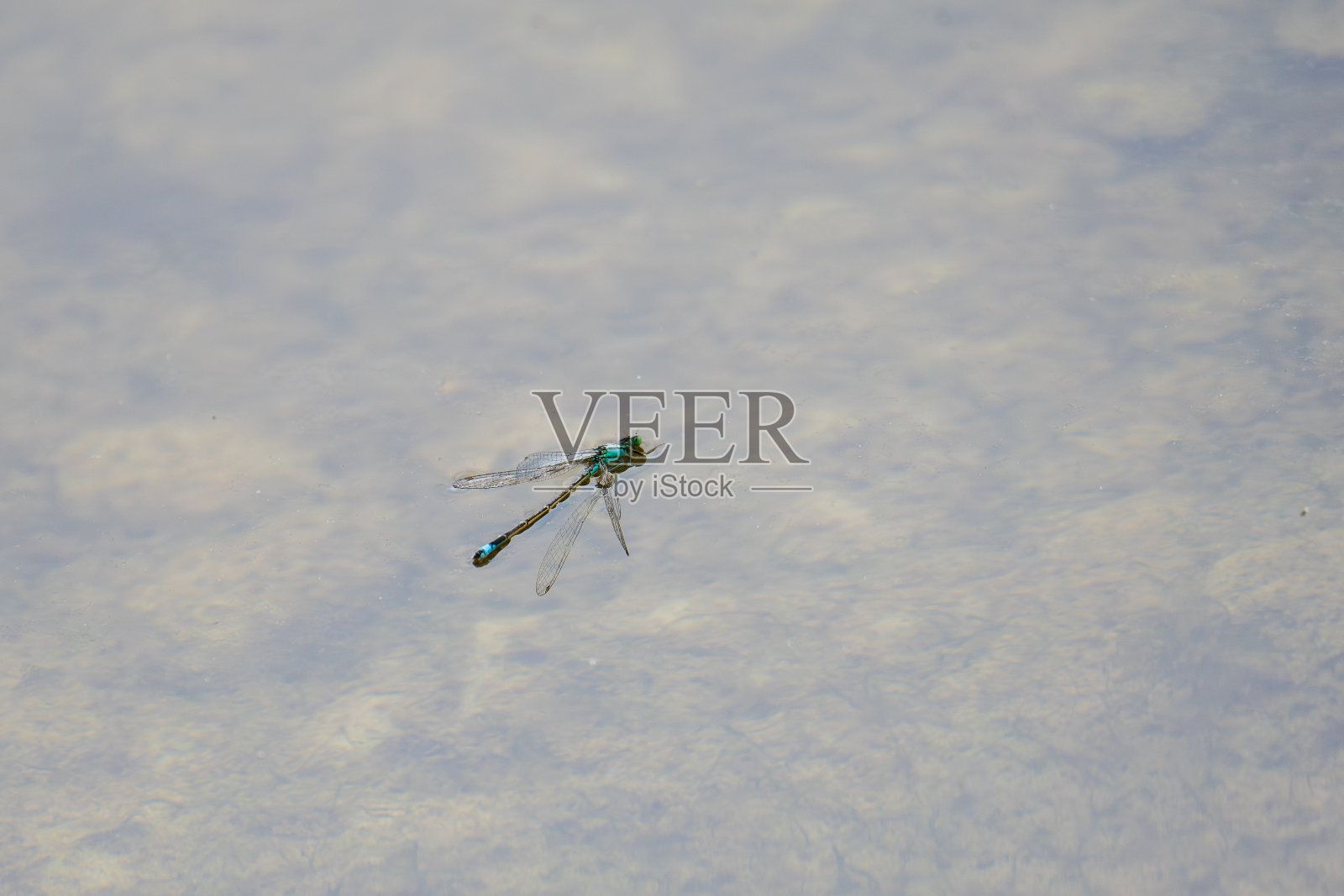 普通的蓝尾蜻蜓照片摄影图片