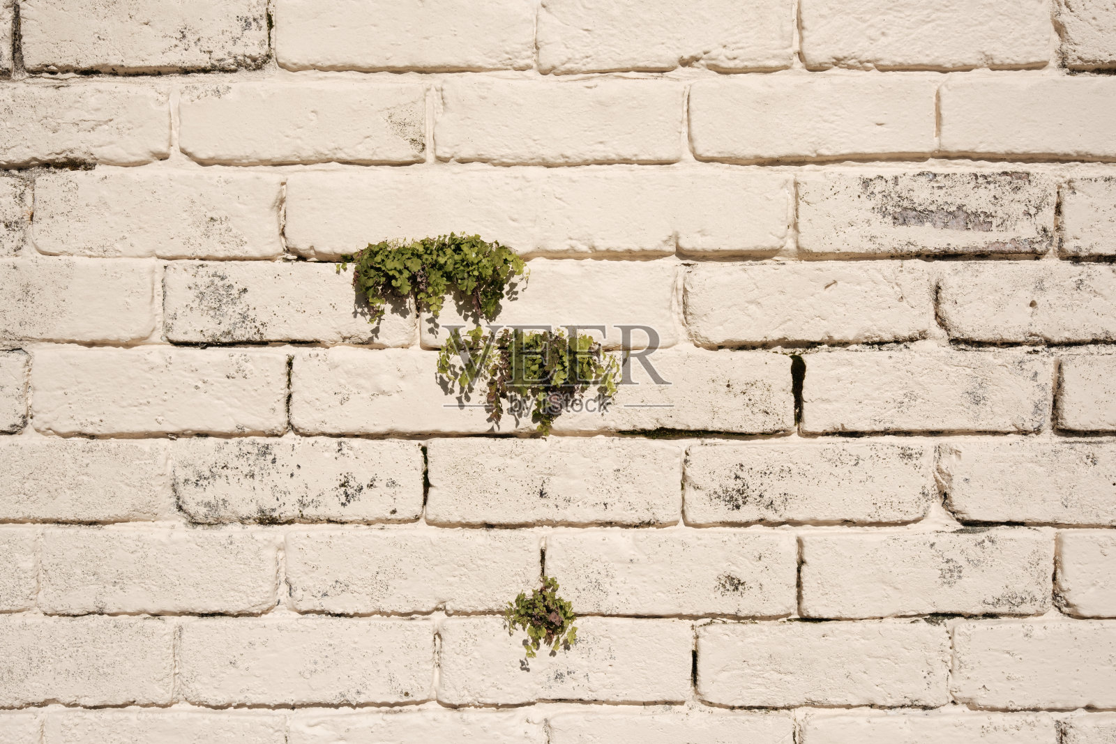 一面古老的粉刷过的砖墙，墙上长着小蕨类植物照片摄影图片