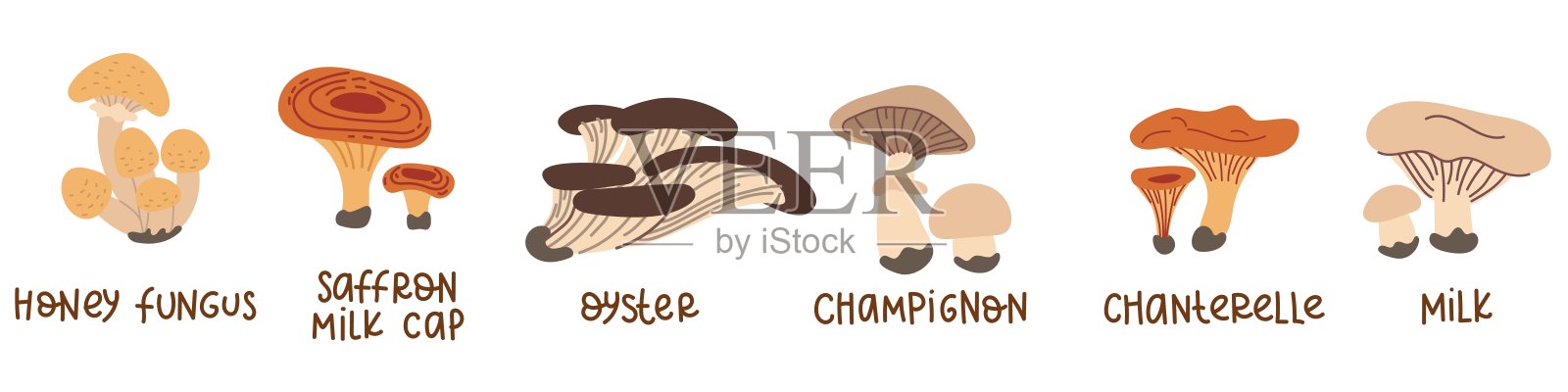 卡通食用蘑菇。一组矢量插图的食用蘑菇的秋天森林与铭文研究在一个平坦的风格。森林卡通蘑菇。可食用的蘑菇插画图片素材