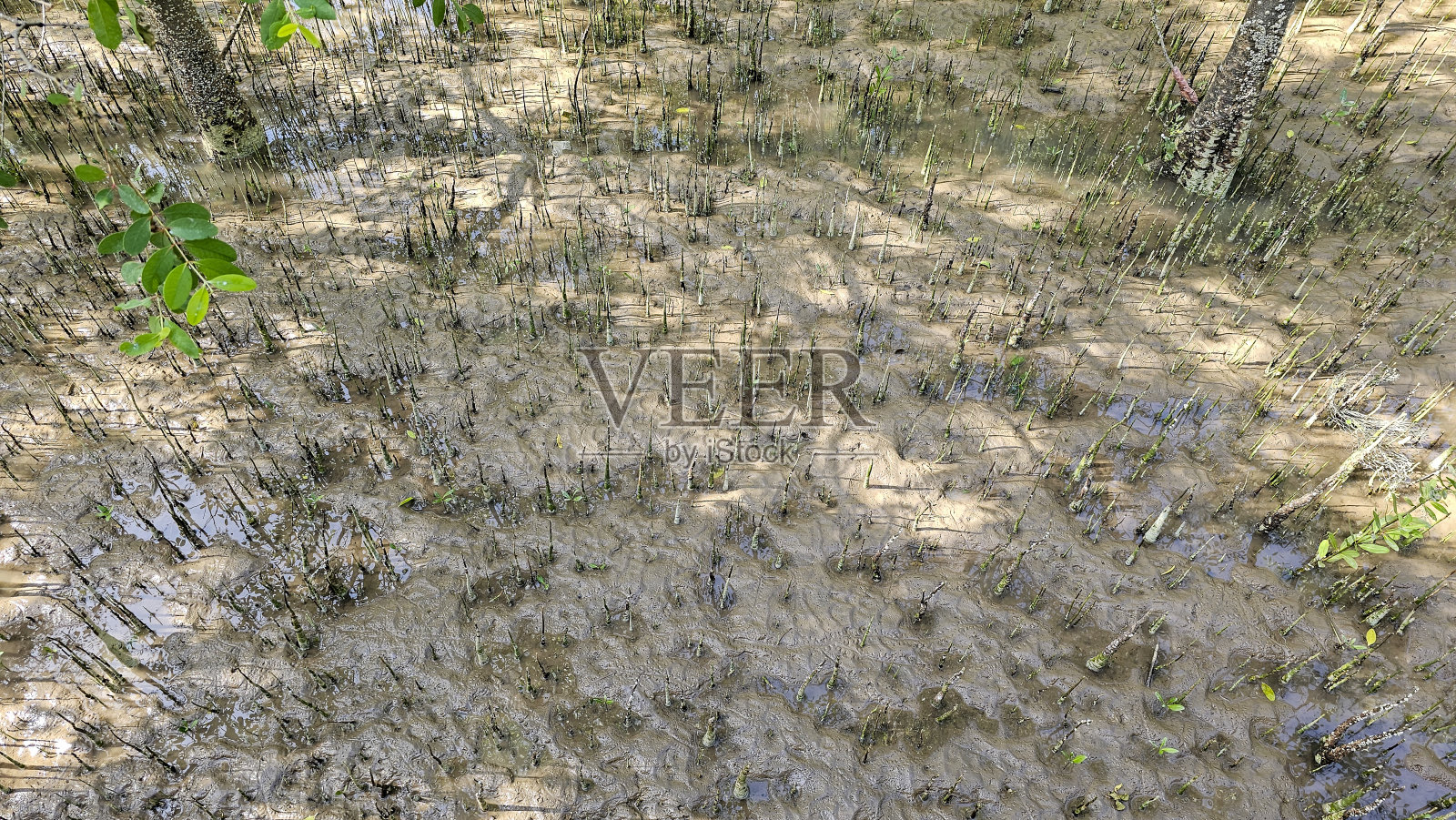 软木树根照片摄影图片