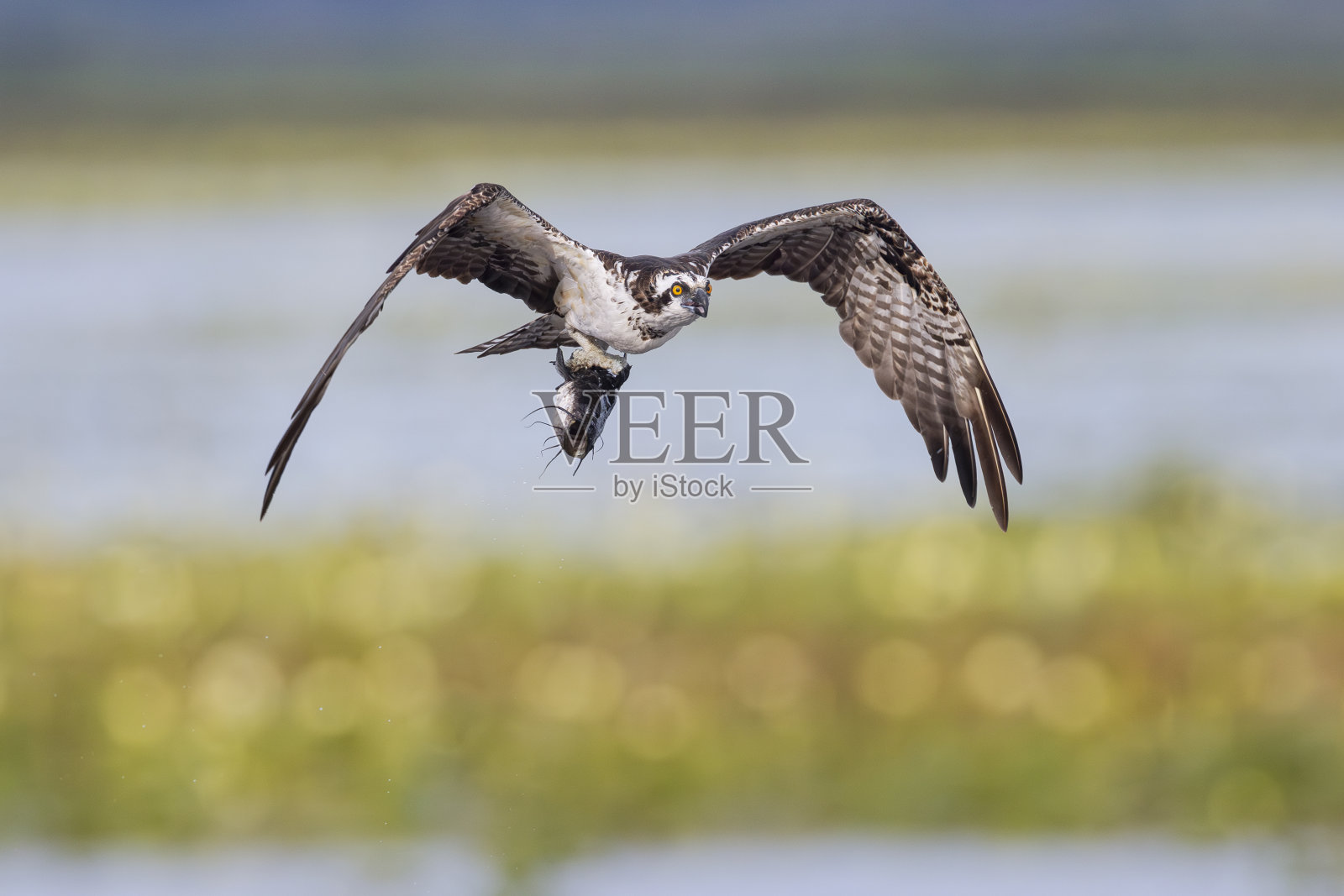 美国佛罗里达州捕获鲶鱼的鹗照片摄影图片