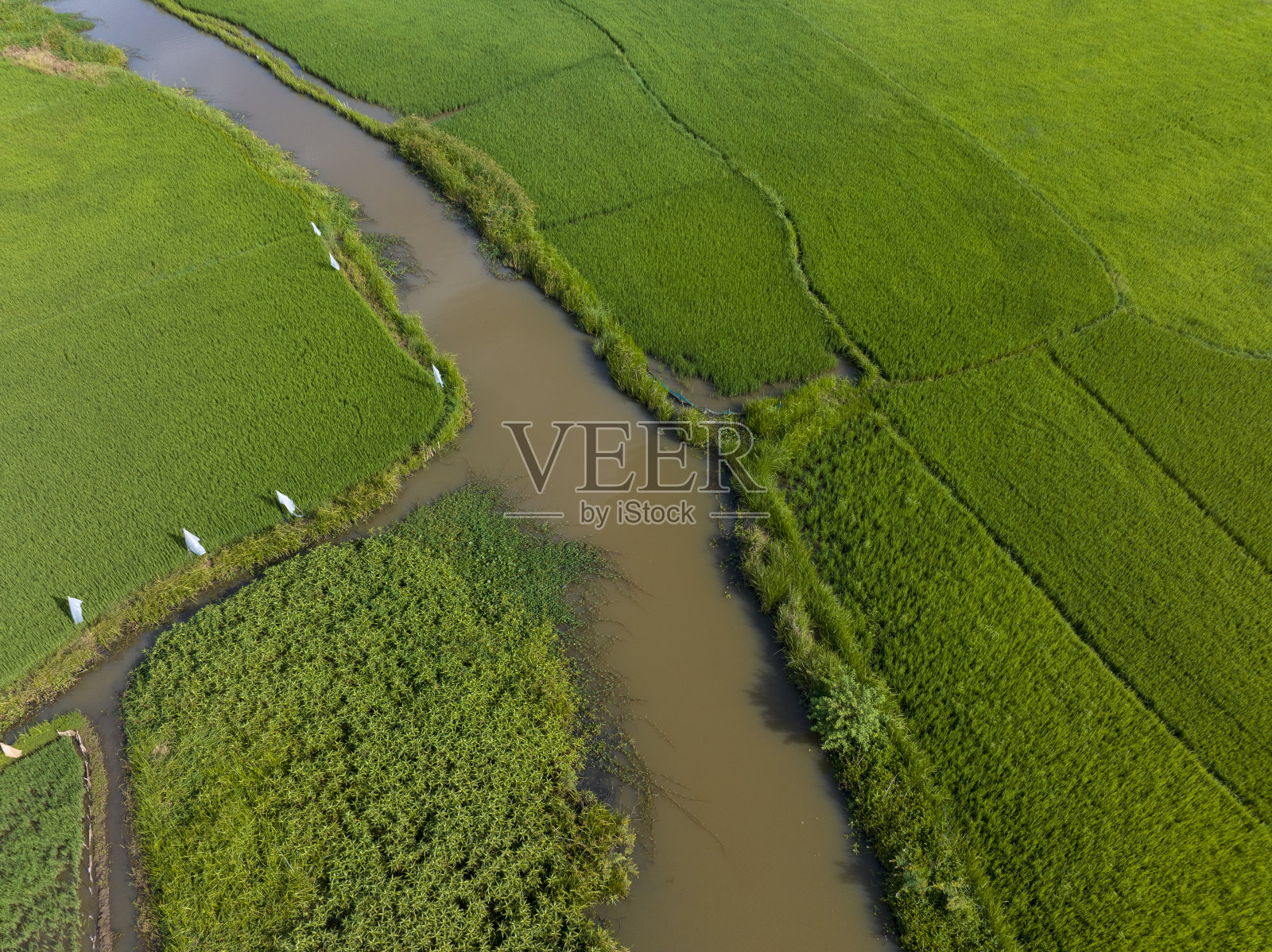 流经越南中部绿色稻田的小运河照片摄影图片