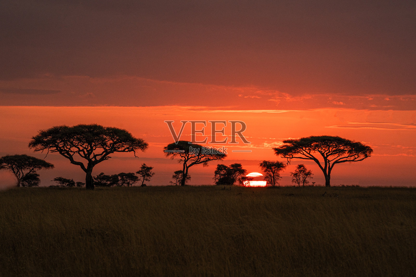 塞伦盖蒂的日出照片摄影图片