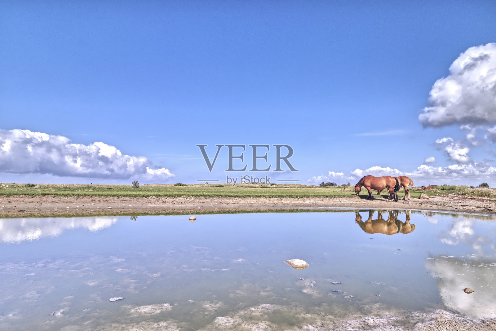 马照片摄影图片