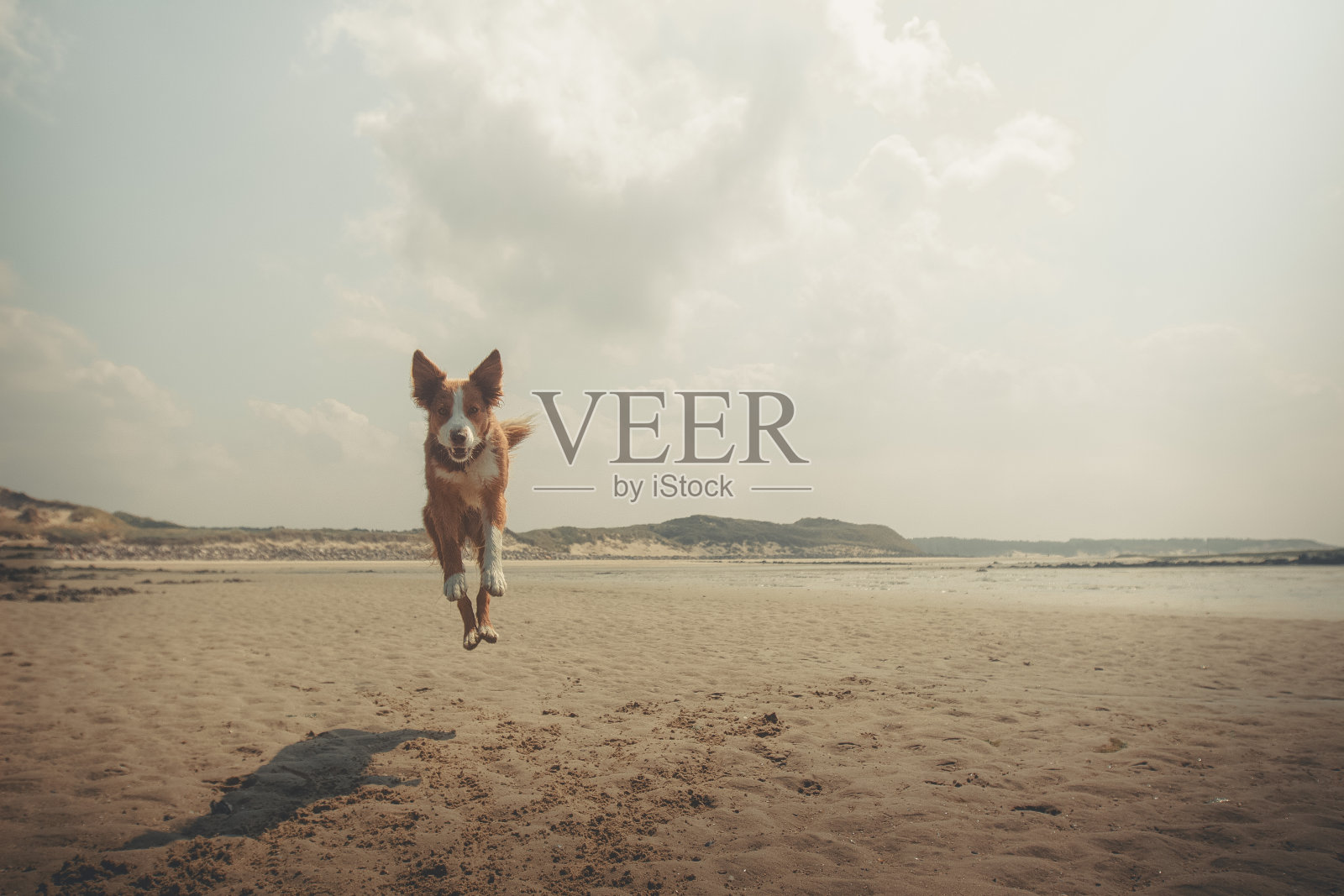 海滩上顽皮的宠物狗照片摄影图片