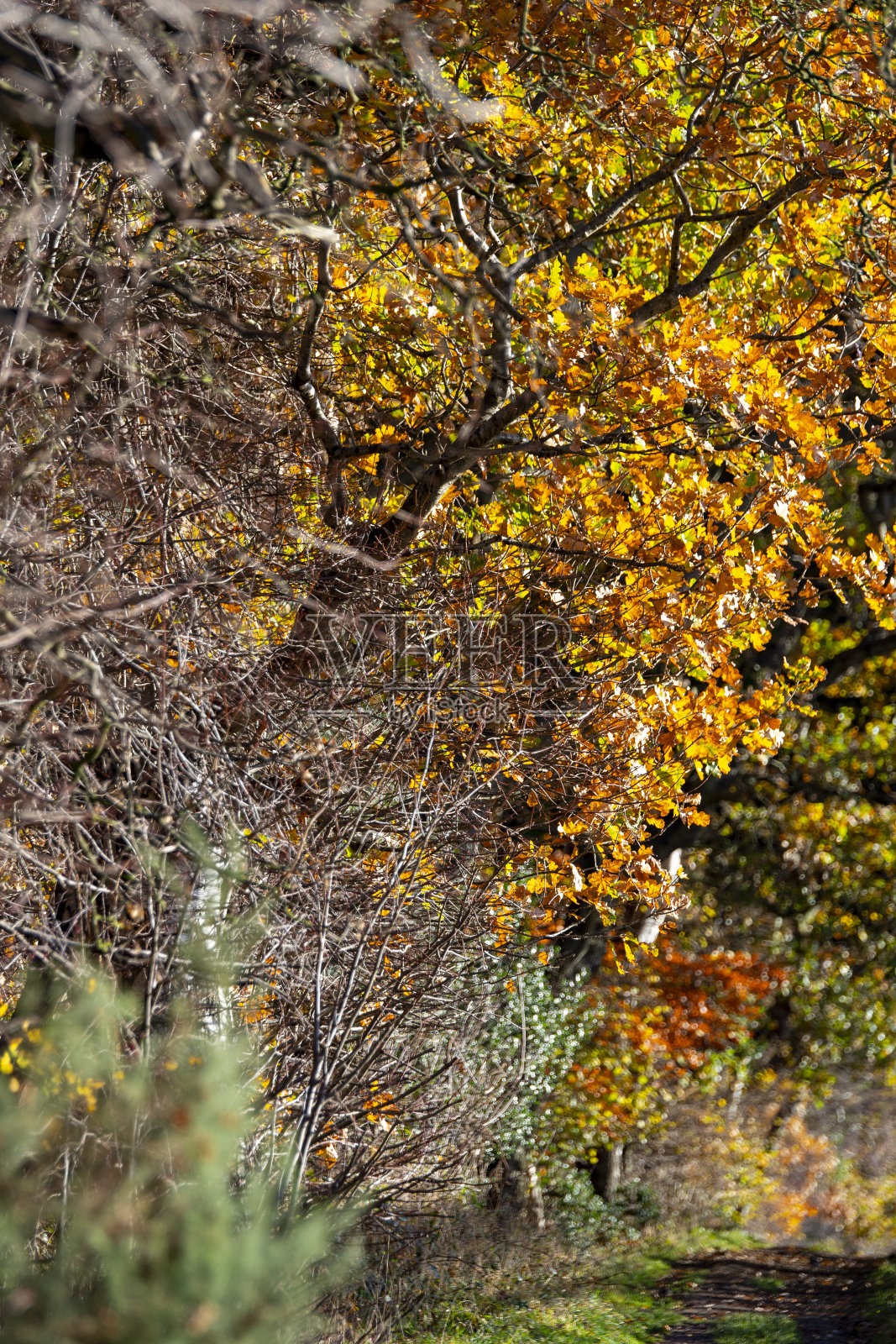 自然保护区的秋叶小径照片摄影图片