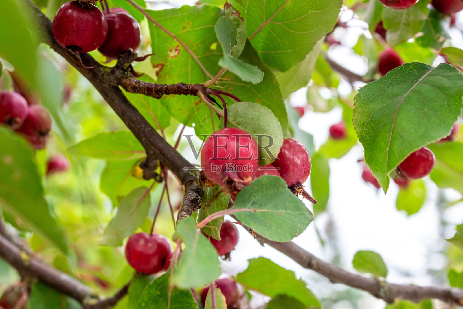 在一个晴朗的夏日，大自然的美丽照片摄影图片