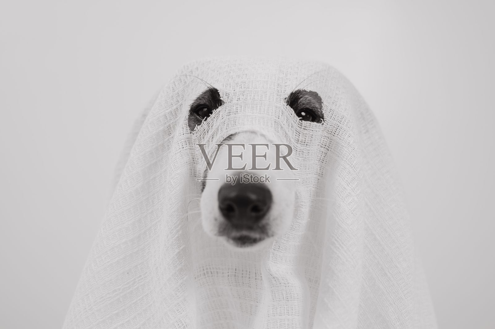 狗杰克罗素梗在鬼服装上的白色背景。照片摄影图片