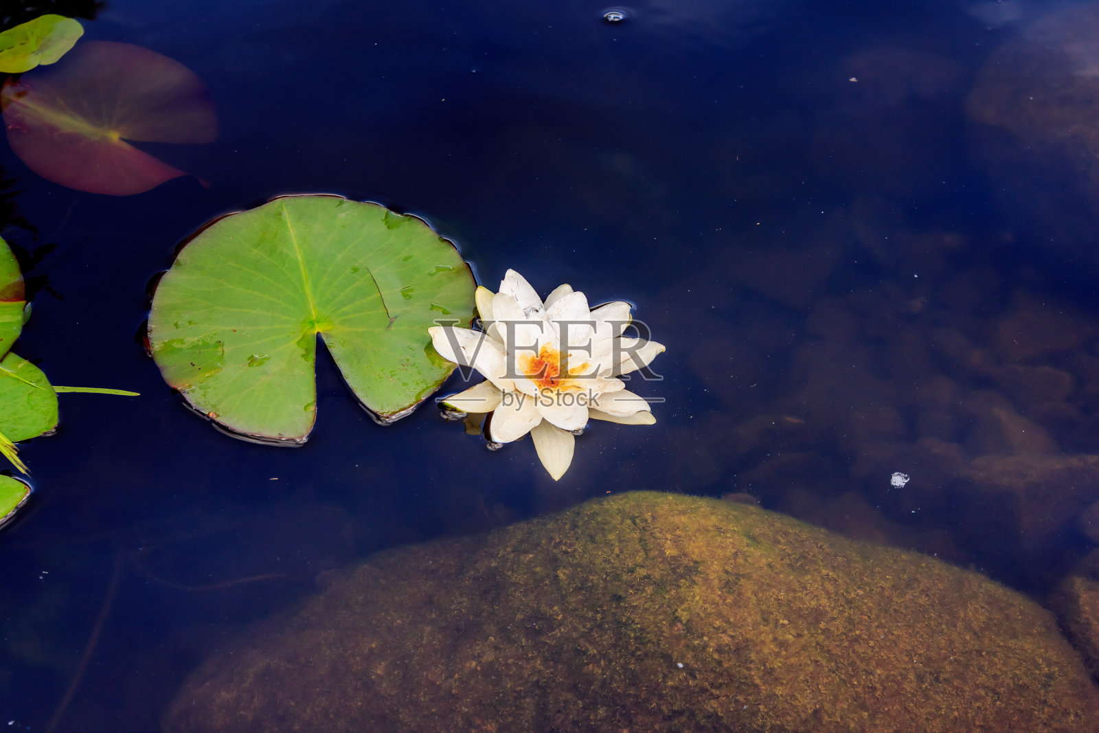 在一个阳光明媚的夏日，森林和河流的景观照片摄影图片