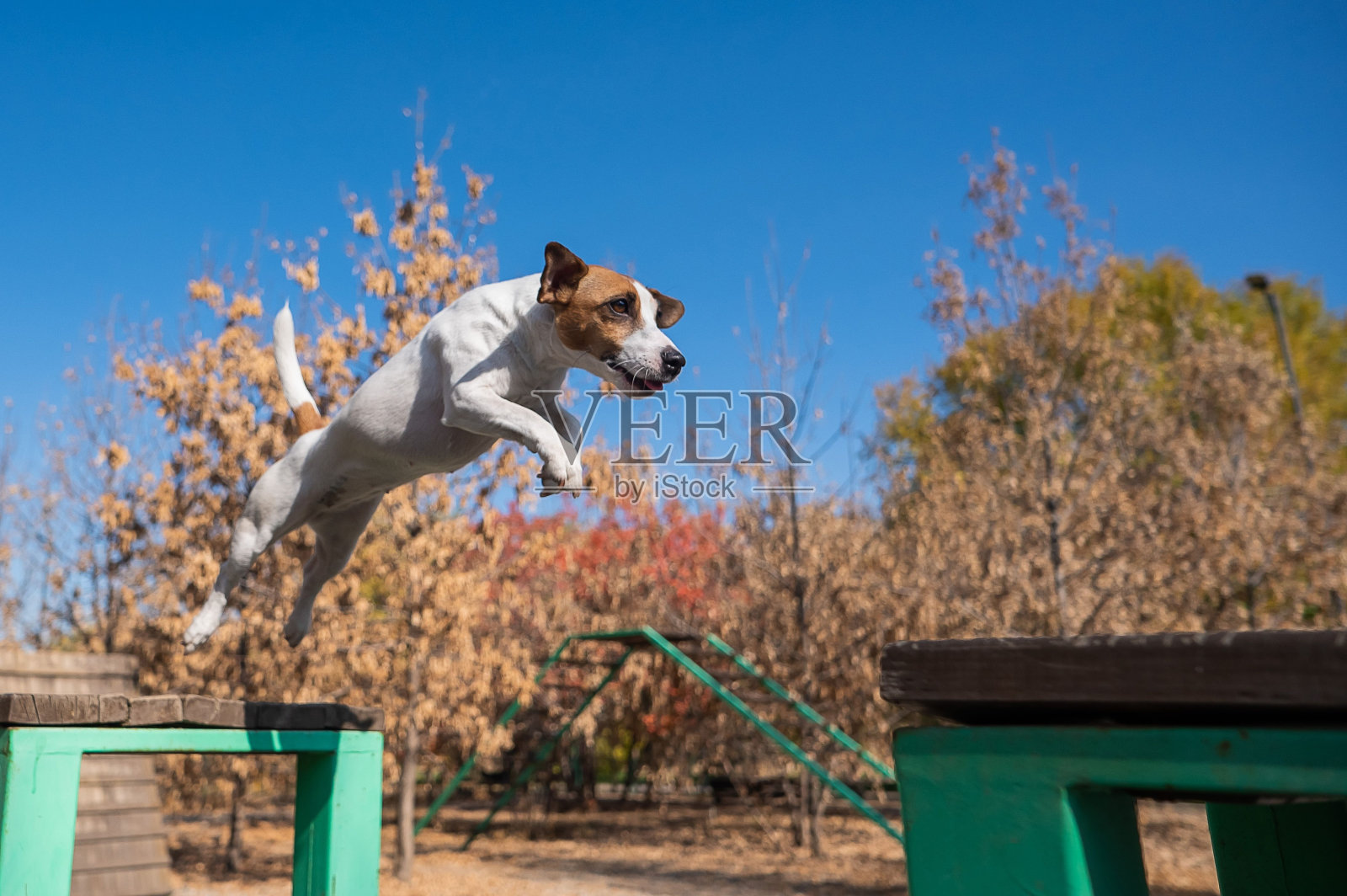 杰克罗素梗在狗的操场上从一个木凳跳到另一个木凳。照片摄影图片