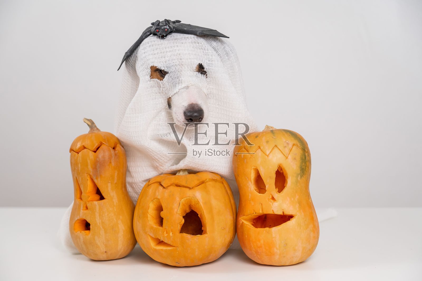 杰克罗素梗狗穿着鬼服装和三个南瓜灯在白色的背景。照片摄影图片
