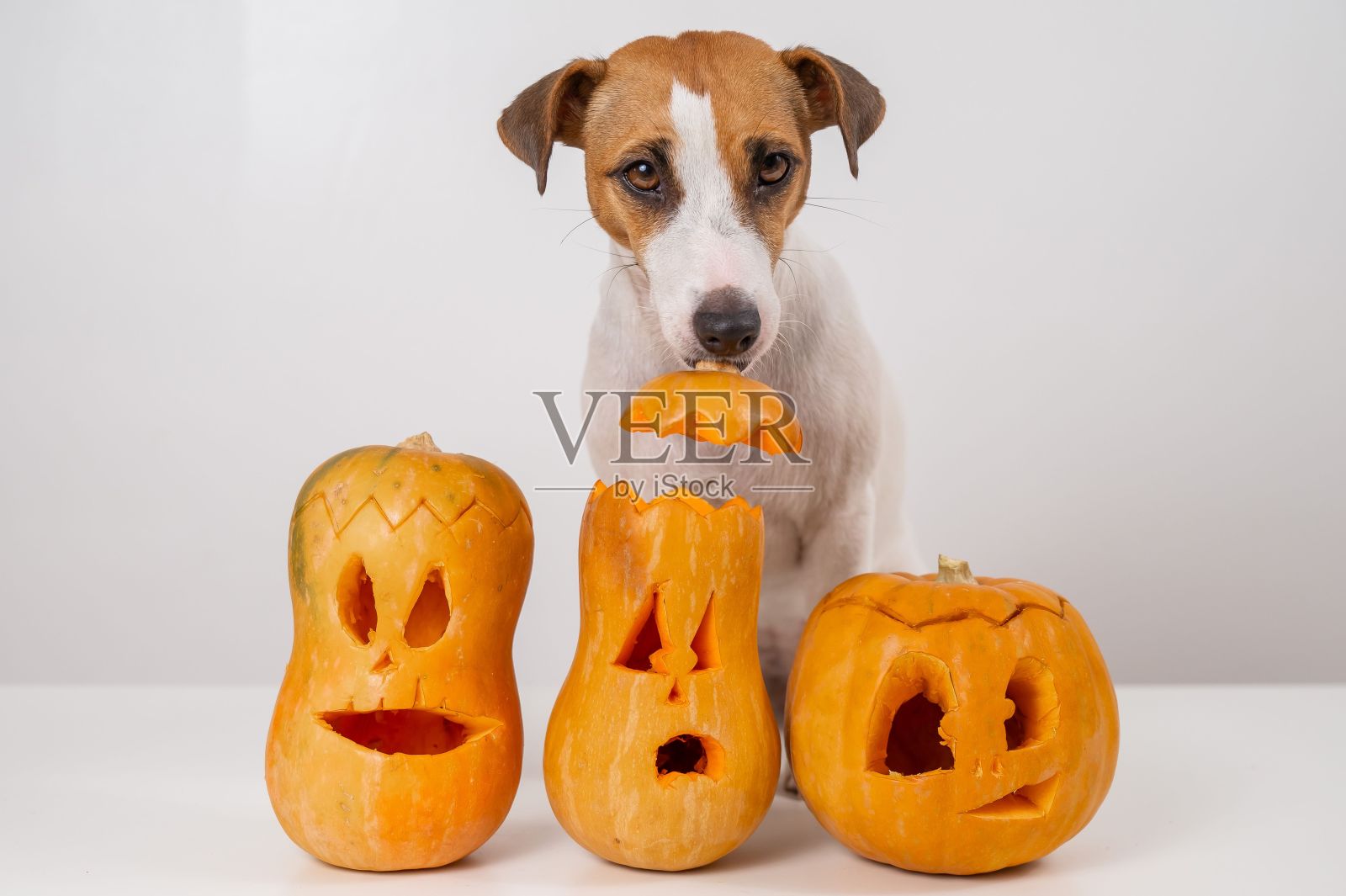 杰克罗素梗拿着一顶白色背景的南瓜灯南瓜帽。照片摄影图片