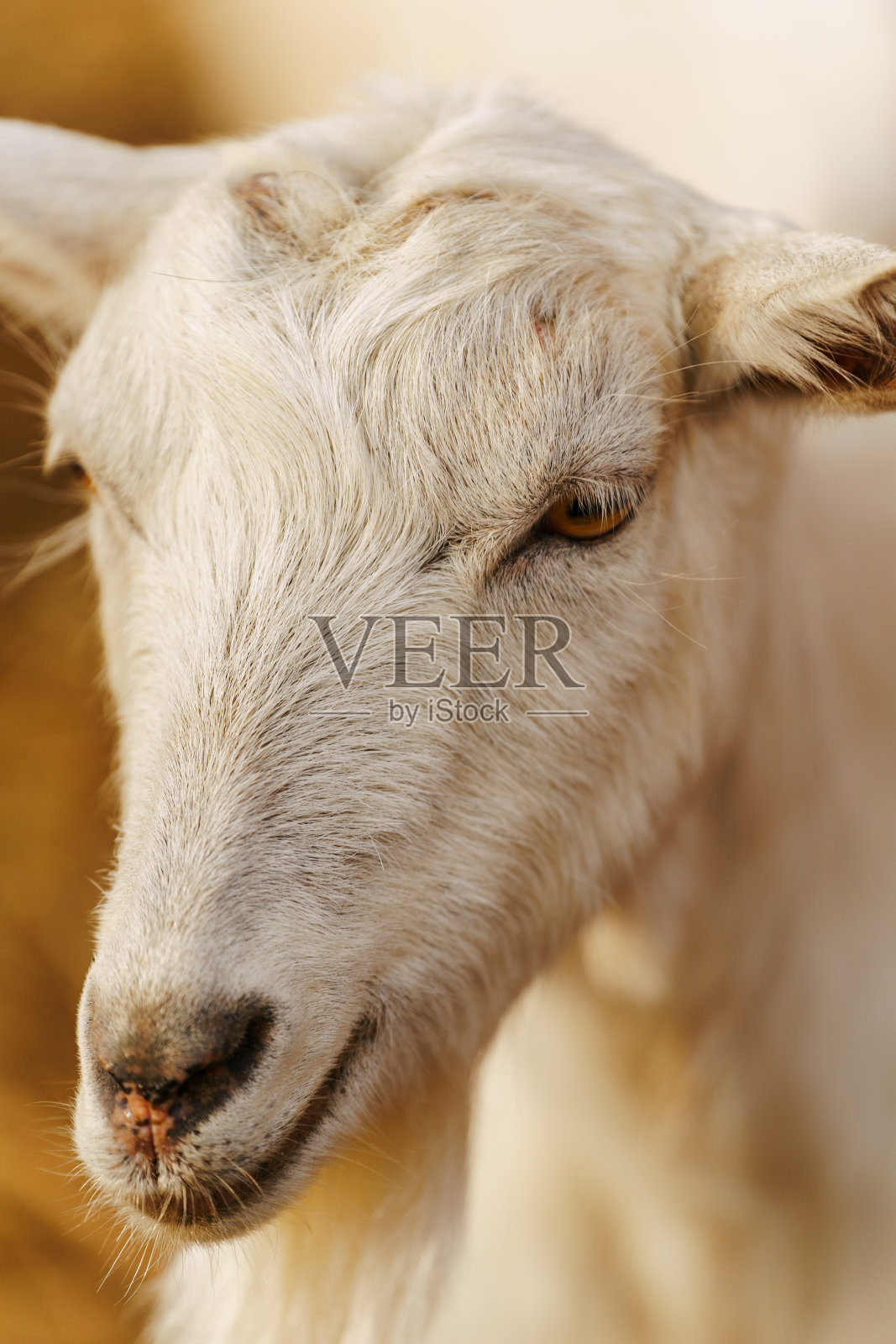 山羊在温暖的阳光下平静地在田野里吃草，展示着它的美丽和宁静。照片摄影图片