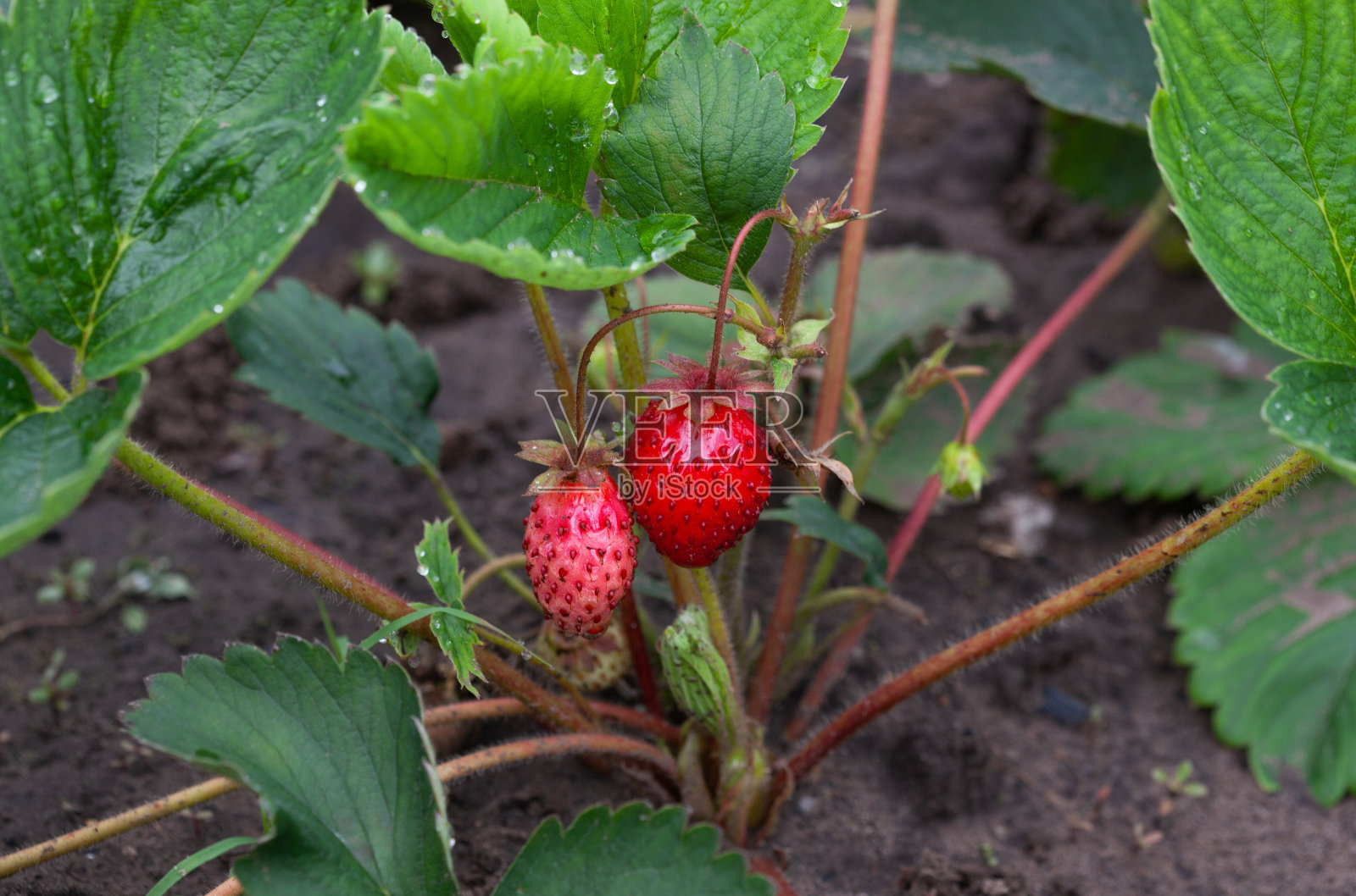 花园里有又红又熟的草莓。在农场种草莓。照片摄影图片