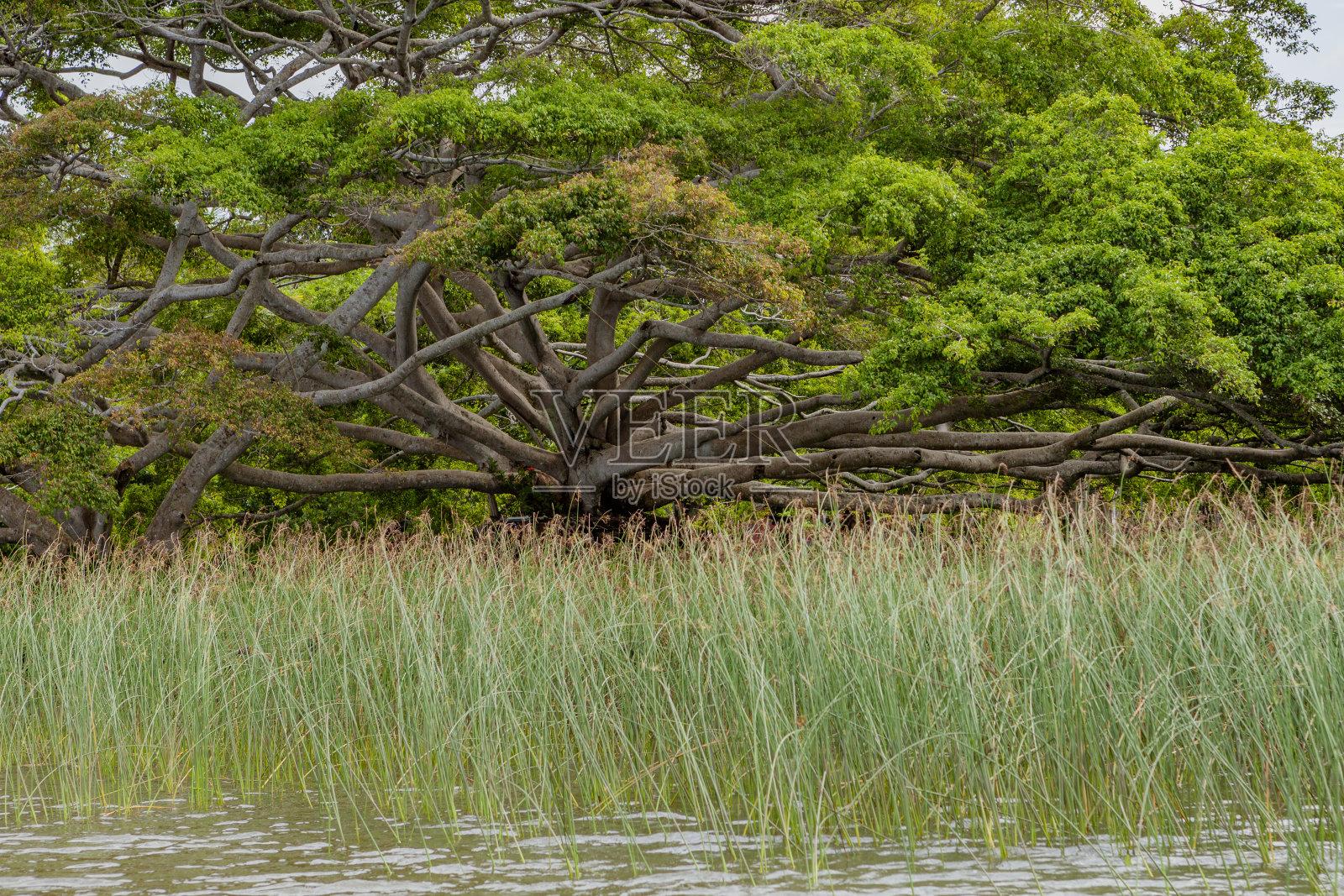 潮汐河和红树林沼泽，西部省份，斯里兰卡照片摄影图片