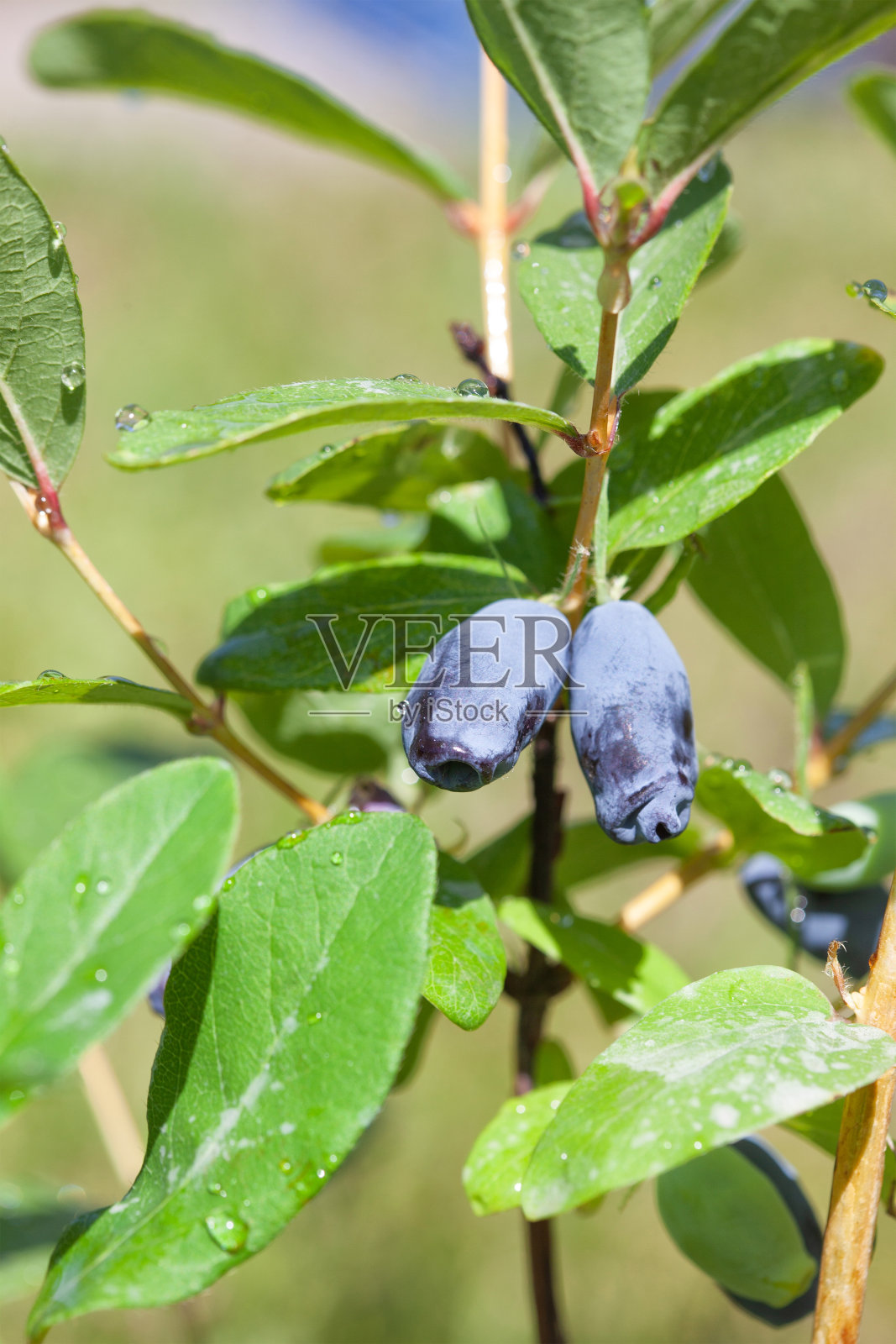 金银花:灌木树枝上可食用的金银花的成熟果实在花园里种植金银花果树。照片摄影图片