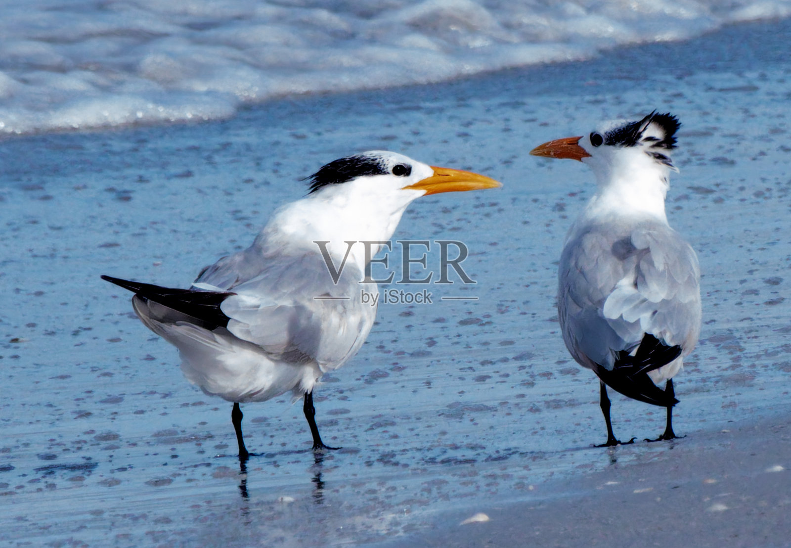 在佛罗里达海滩的水边的燕鸥照片摄影图片
