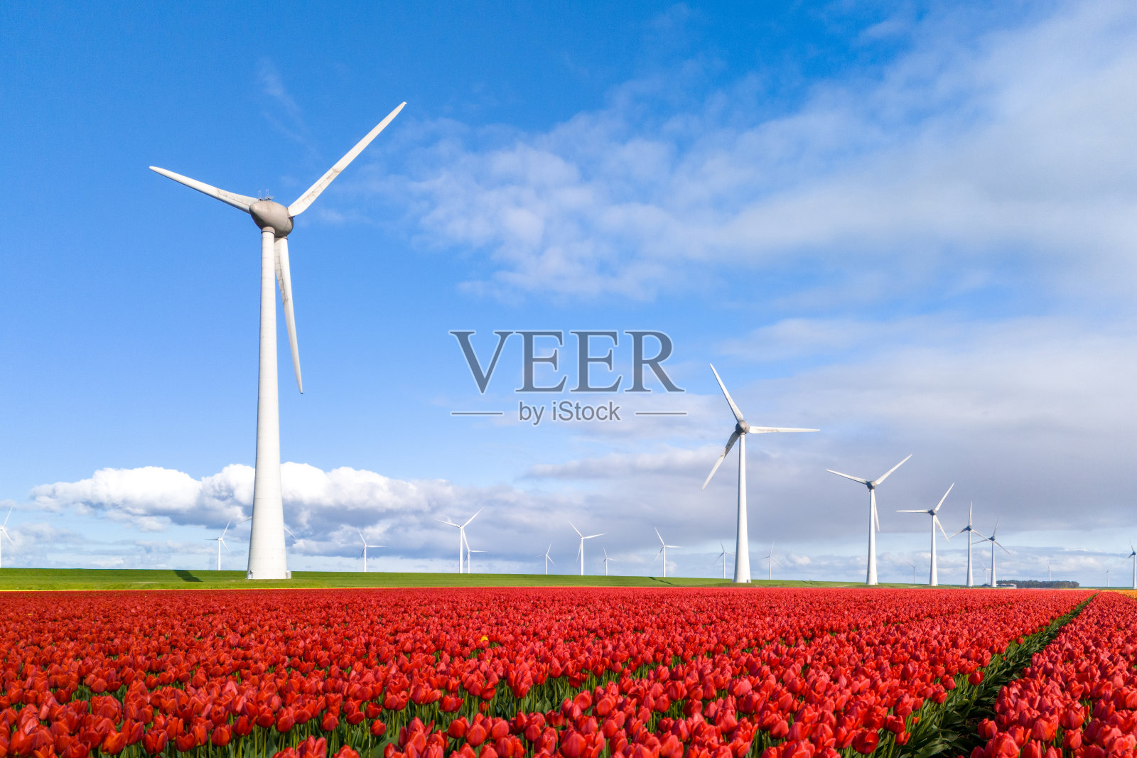 风车公园周围充满活力的郁金香田在荷兰晴朗的蓝天下照片摄影图片