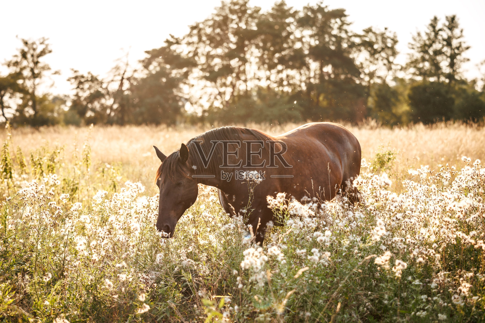 夏日草地上的骏马照片摄影图片
