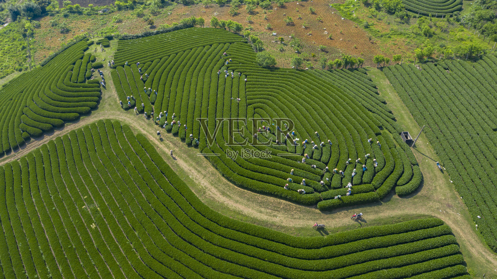 在越南山罗的Moc Chau有非常大的茶园照片摄影图片