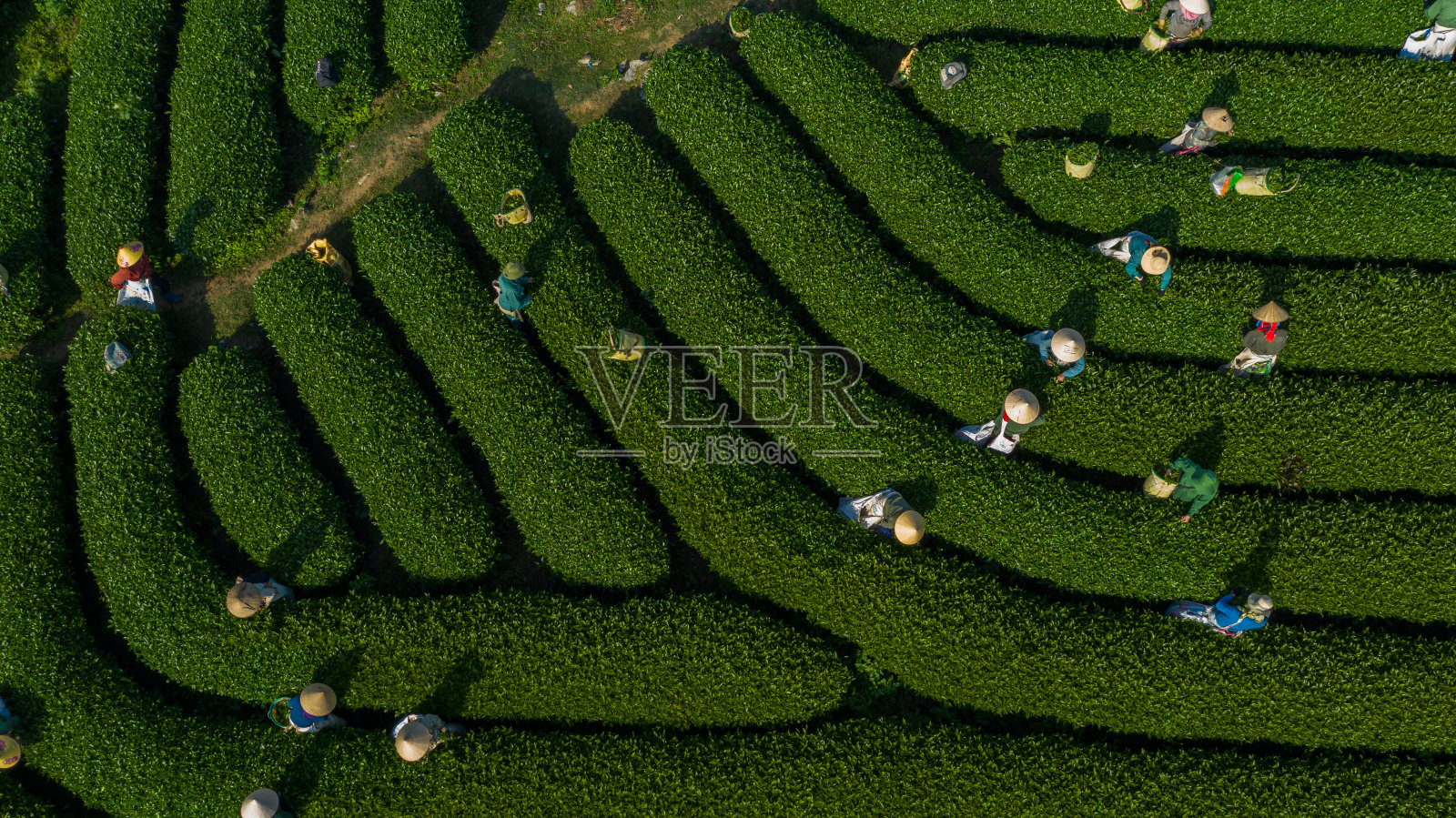 在越南山罗的Moc Chau有非常大的茶园照片摄影图片