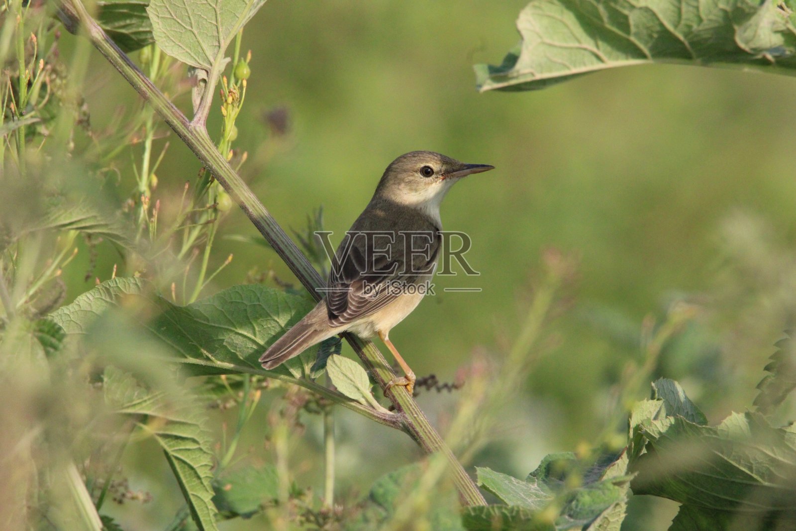 沼泽莺(Acrocephalus palustris)照片摄影图片