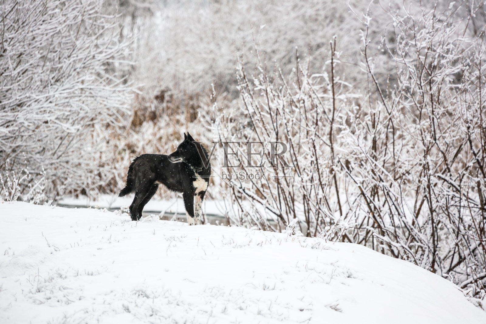 冬天在森林里遛狗。一只黑狗站在白雪皑皑的森林里望着远方。一只黑狗在冬天的雪地里。水平带复制空间照片摄影图片