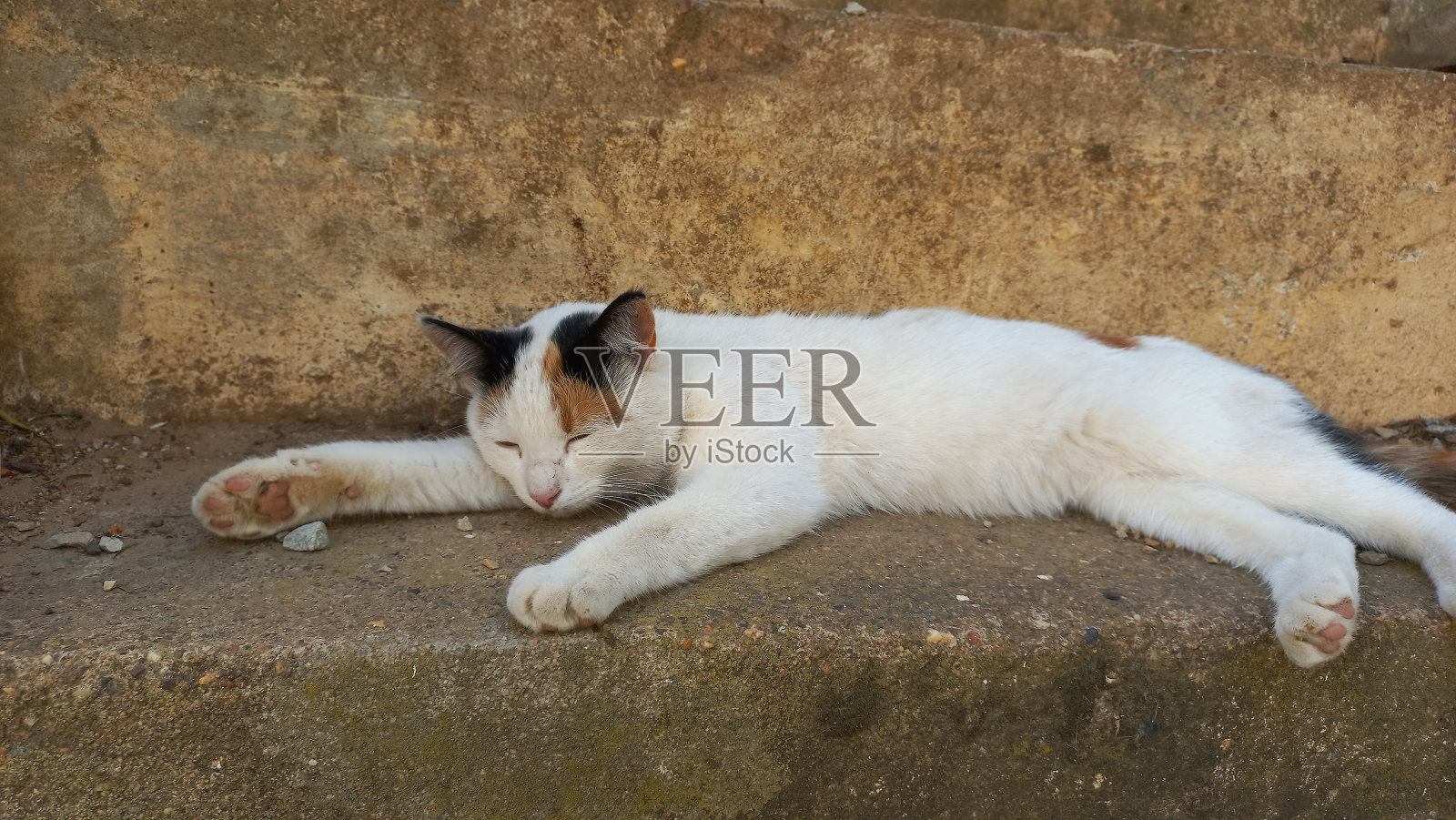 猫在台阶上睡觉照片摄影图片